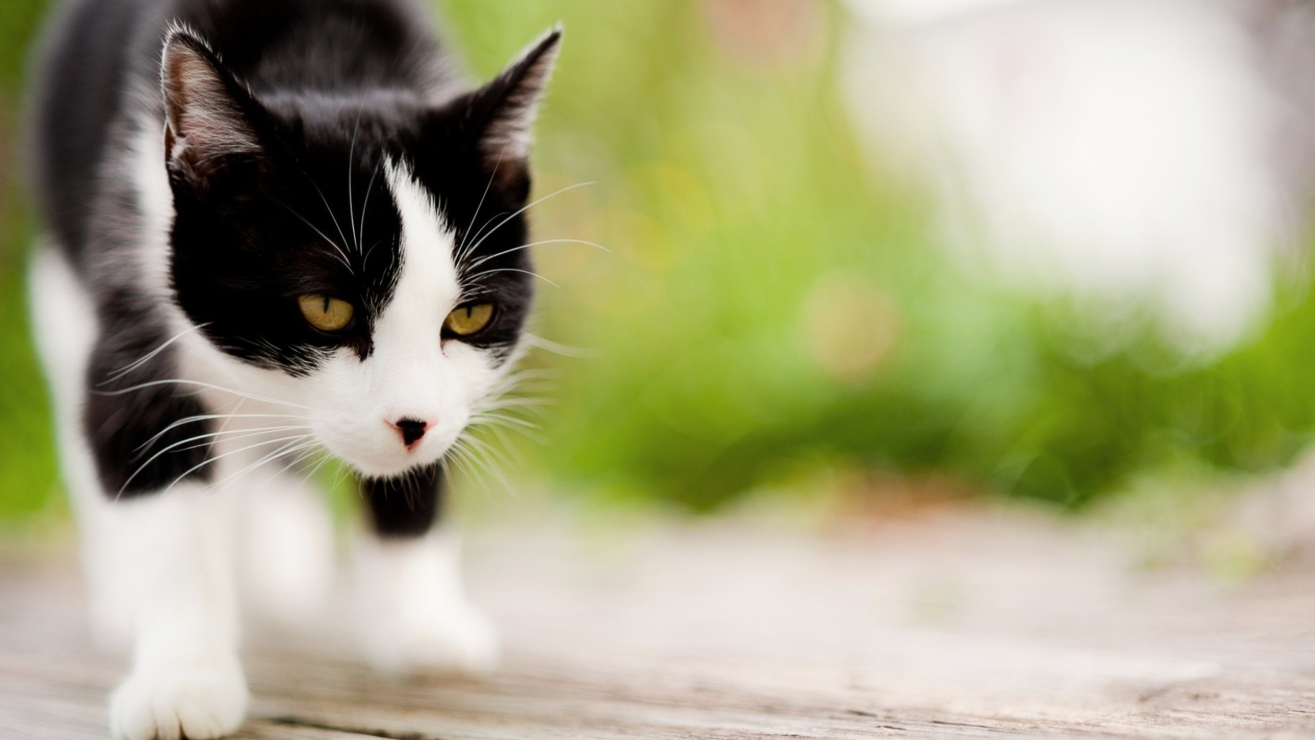 Baixar papel de parede para celular de Animais, Gatos, Gato gratuito.