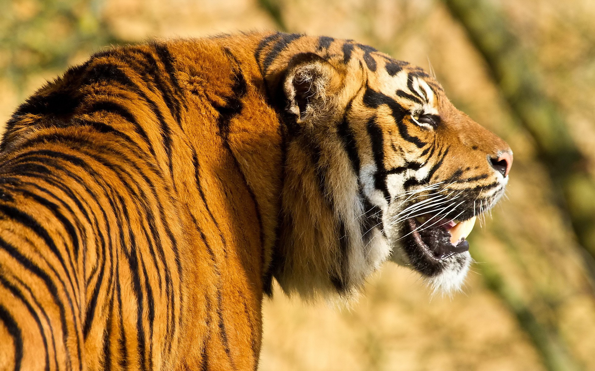 Téléchargez gratuitement l'image Animaux, Tigre sur le bureau de votre PC