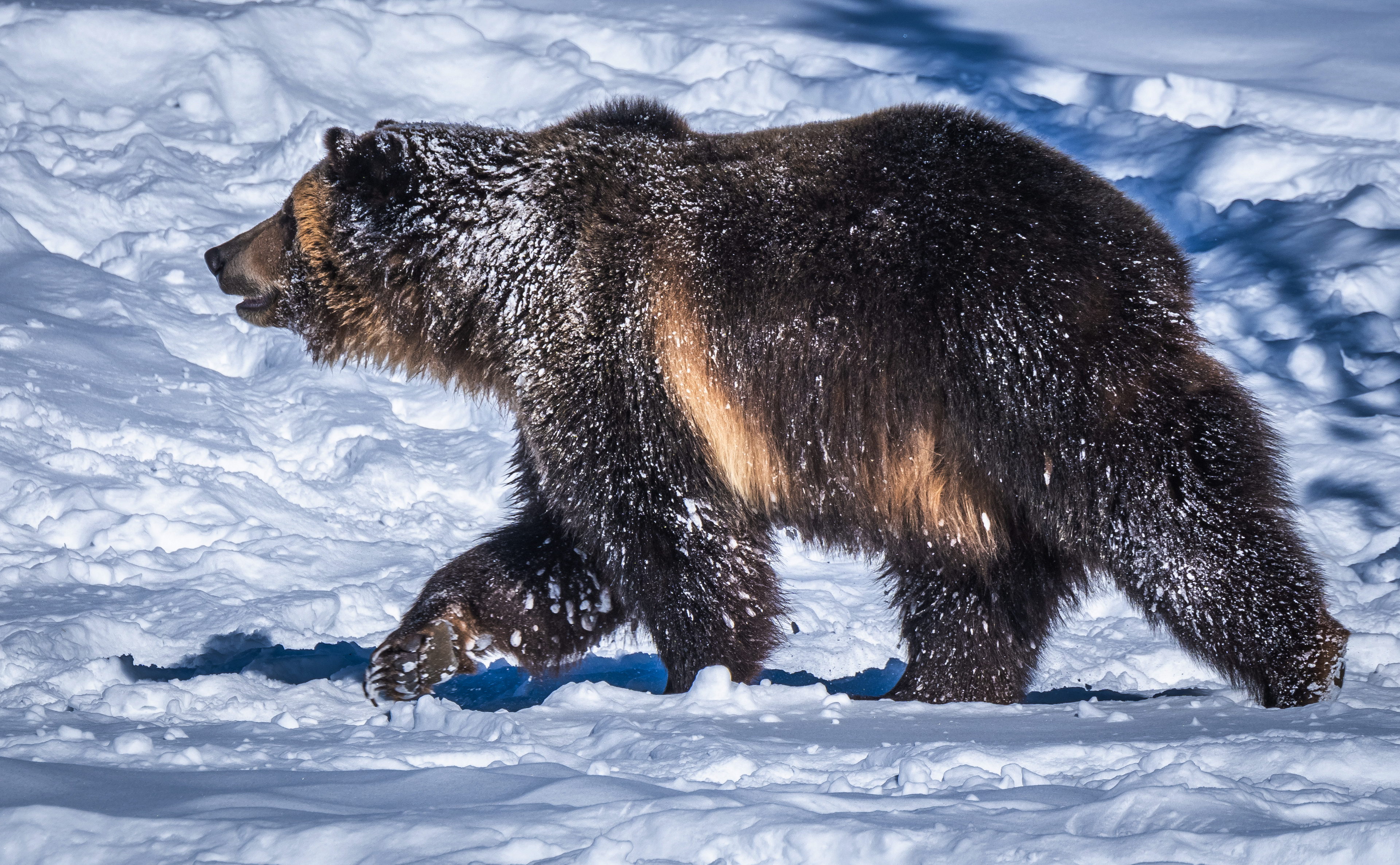 497865 baixar imagens animais, urso pardo, pardo, neve, ursos - papéis de parede e protetores de tela gratuitamente