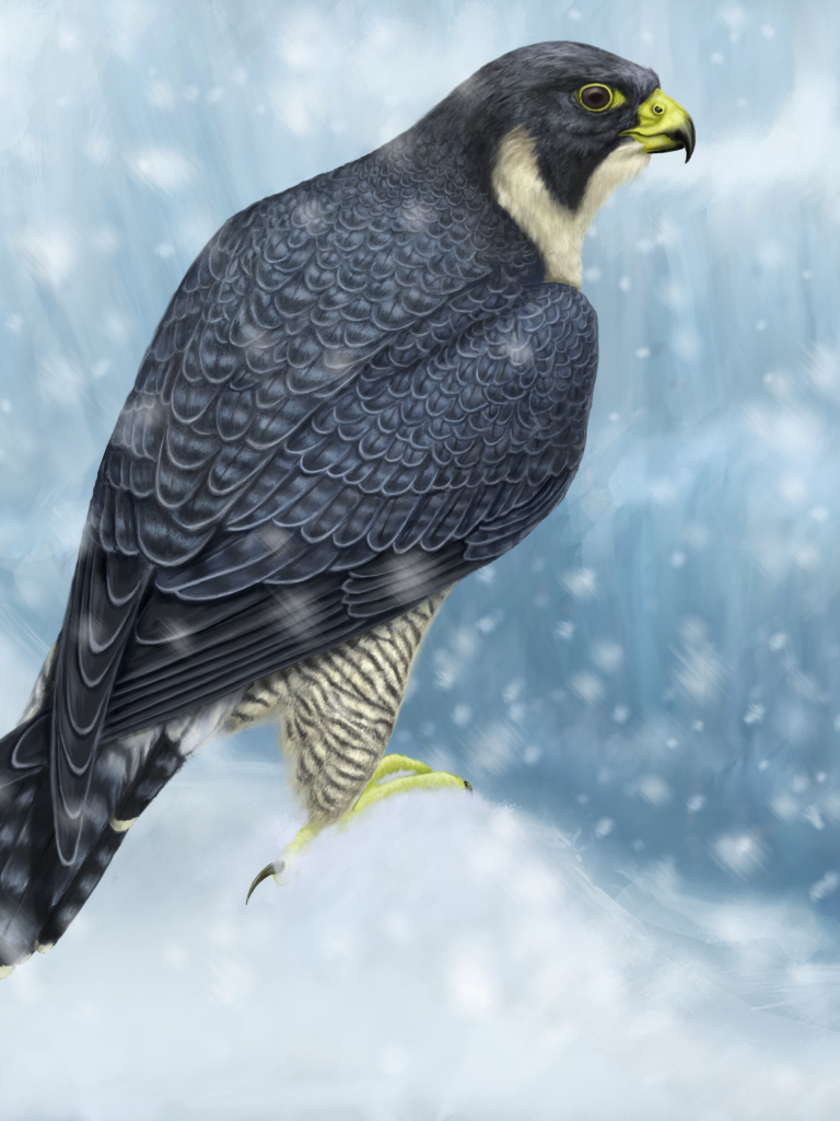 1105348 Hintergrundbild herunterladen tiere, wanderfalke, raubvogel, vogel, schnee, schneefall, winter, vögel - Bildschirmschoner und Bilder kostenlos