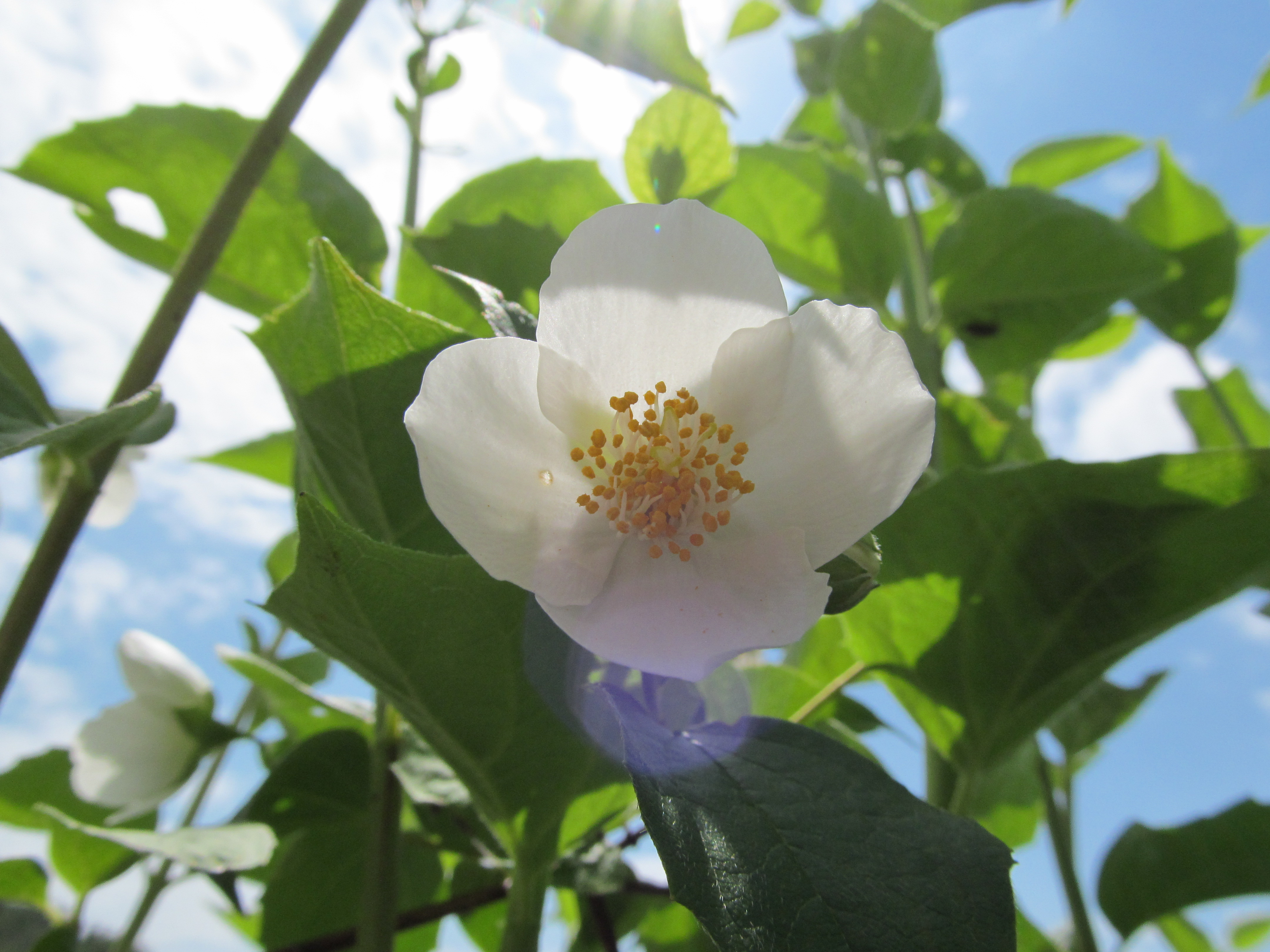 Descarga gratuita de fondo de pantalla para móvil de Flores, Flor, Tierra/naturaleza.