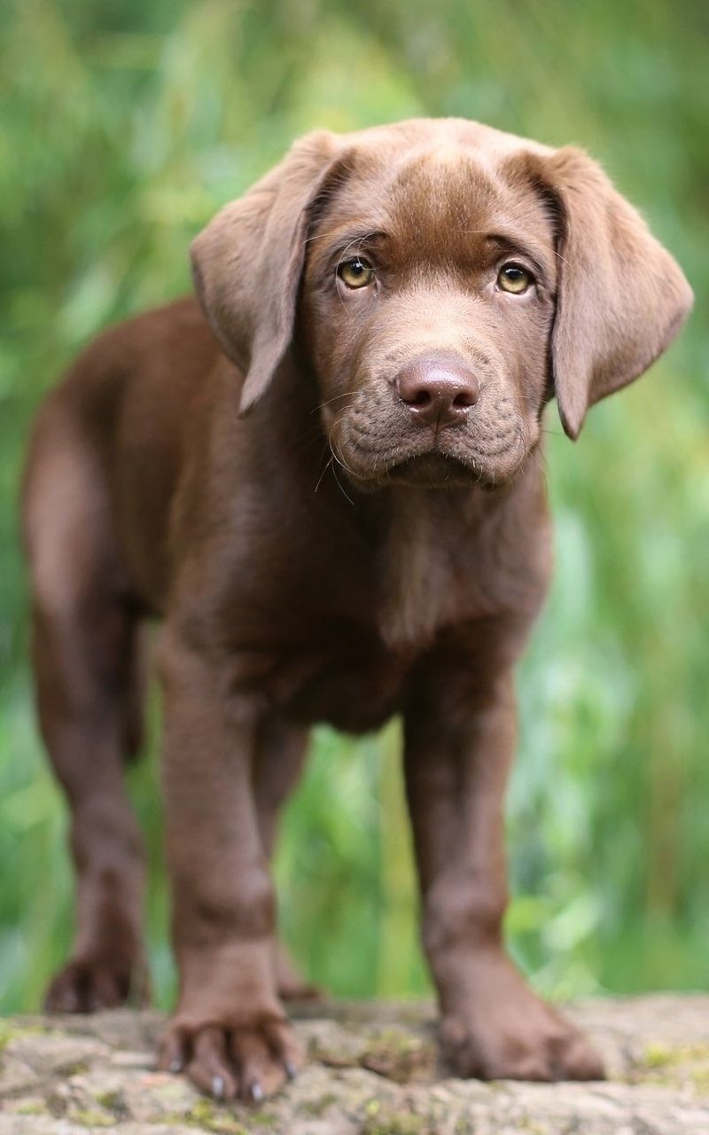 Download mobile wallpaper Dogs, Animal, Puppy, Cute, Labrador Retriever, Baby Animal for free.