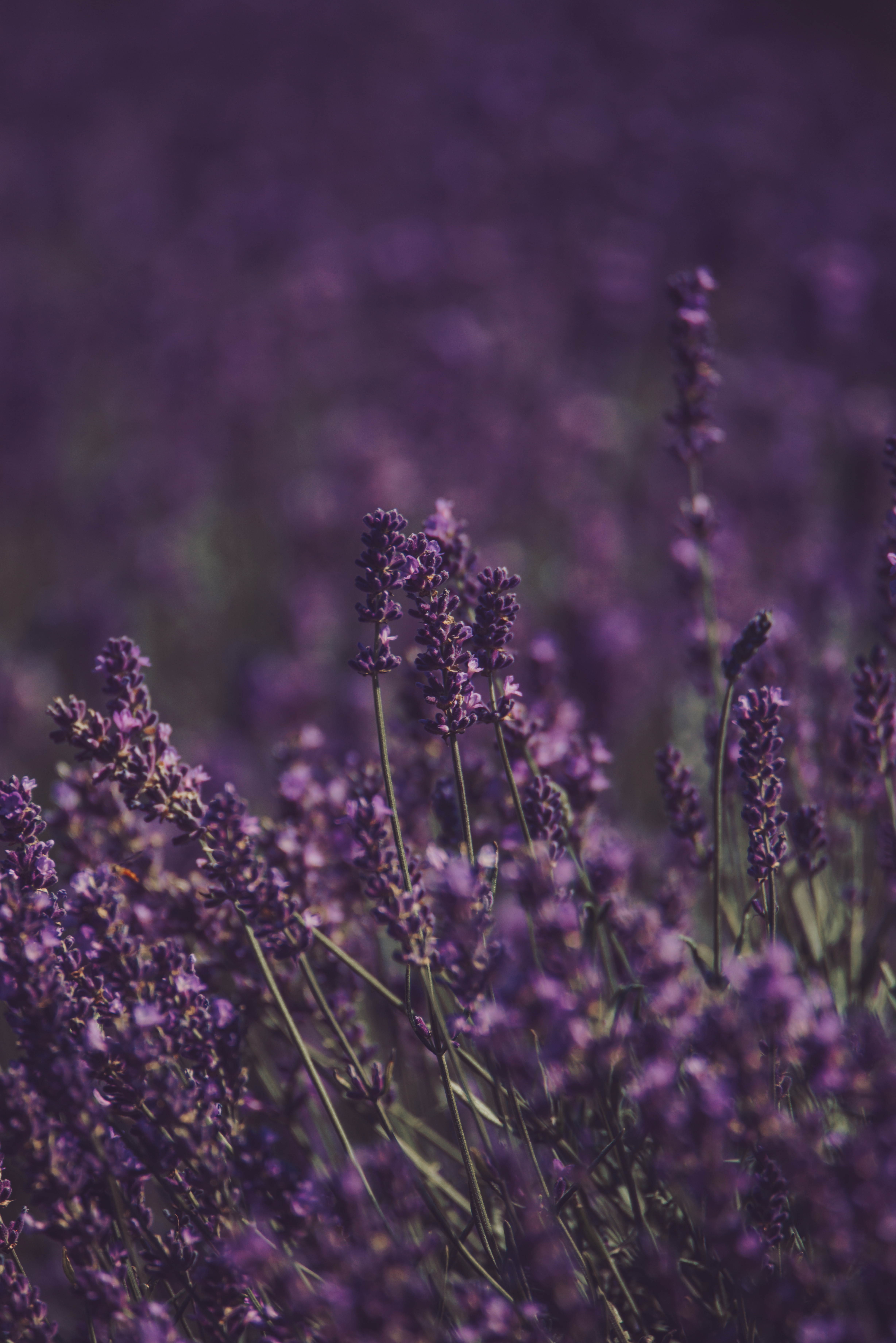 Free download wallpaper Flowers, Flowering, Field, Bloom, Violet, Purple, Lavender on your PC desktop