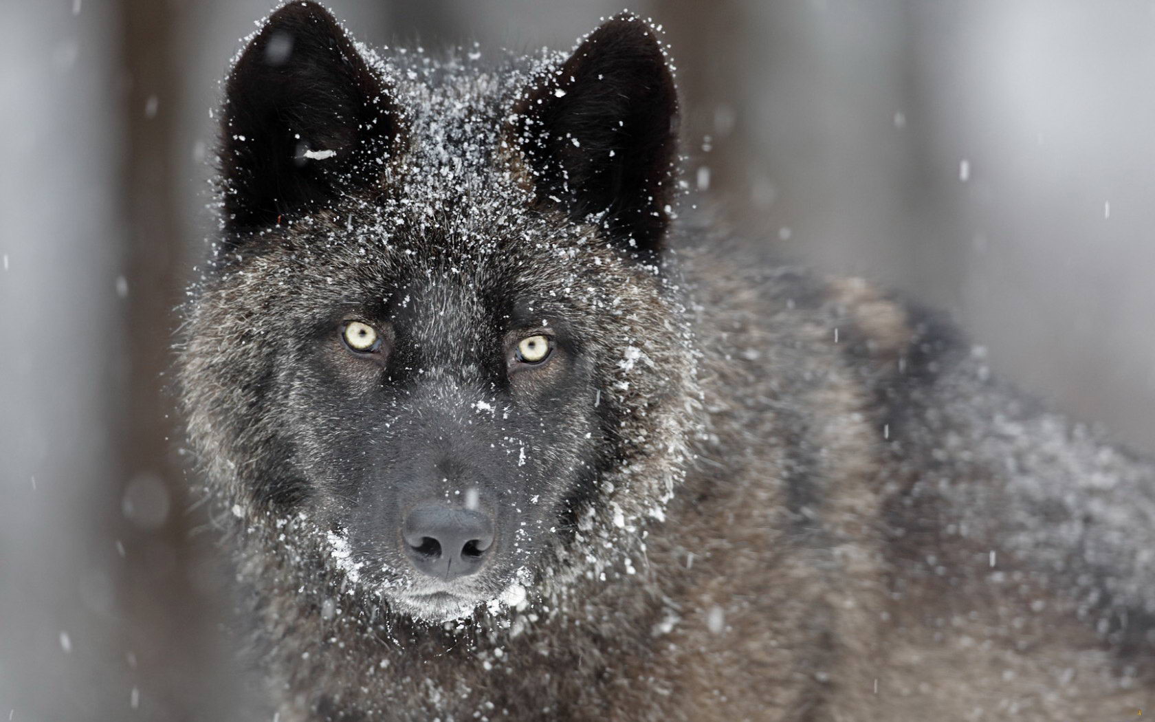 Descarga gratuita de fondo de pantalla para móvil de Animales, Lobo.