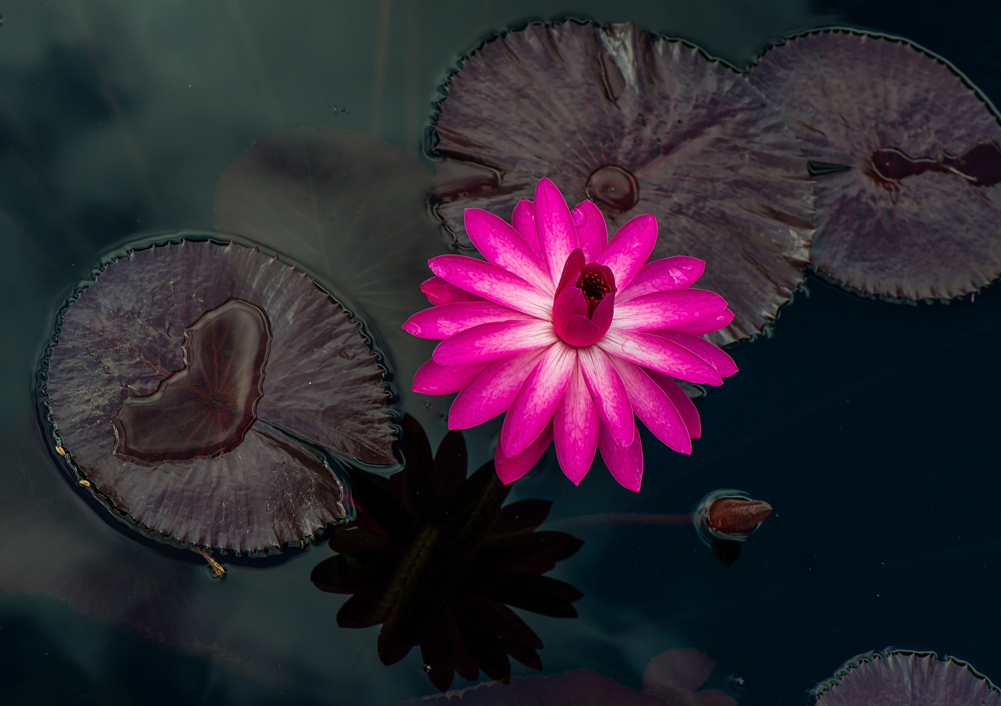Download mobile wallpaper Nature, Flowers, Flower, Close Up, Leaf, Earth, Water Lily, Pink Flower for free.