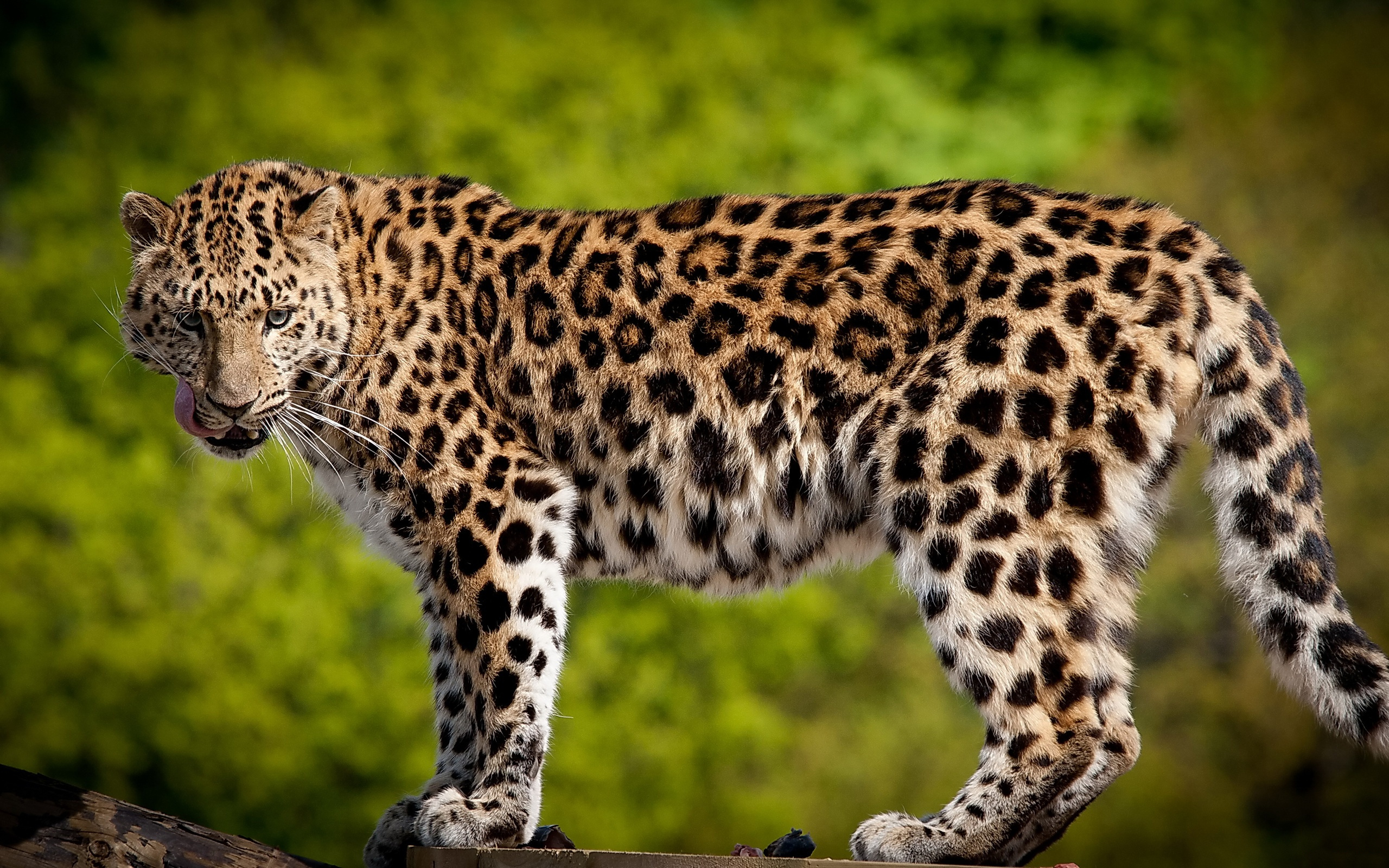 Скачать картинку Леопард, Животные, Кошки в телефон бесплатно.