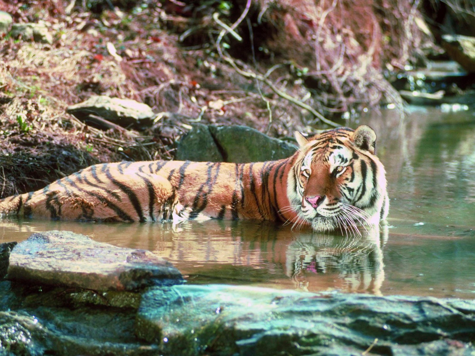 Descarga gratuita de fondo de pantalla para móvil de Animales, Gatos, Tigre.