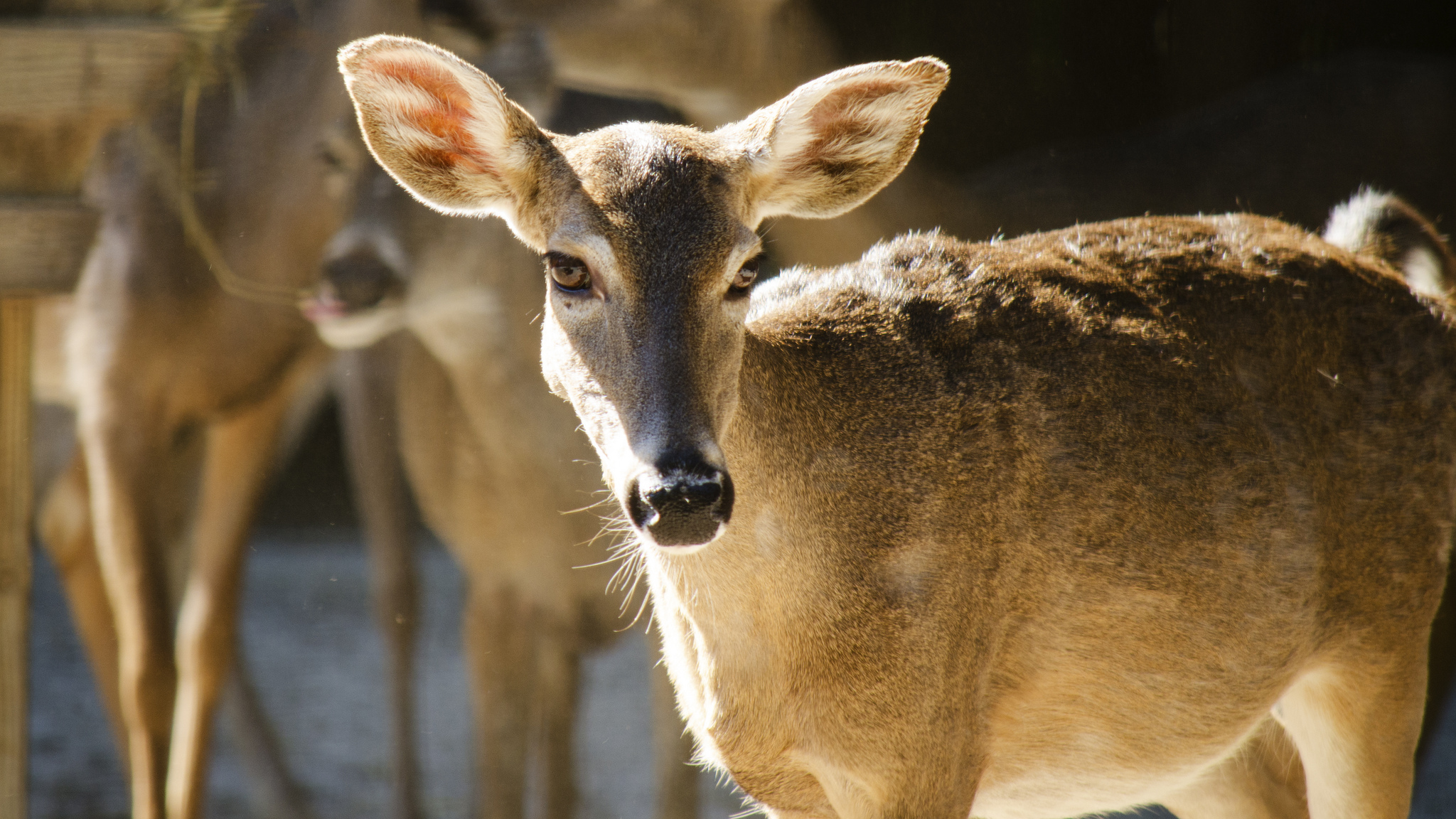 Descarga gratis la imagen Animales, Venado en el escritorio de tu PC