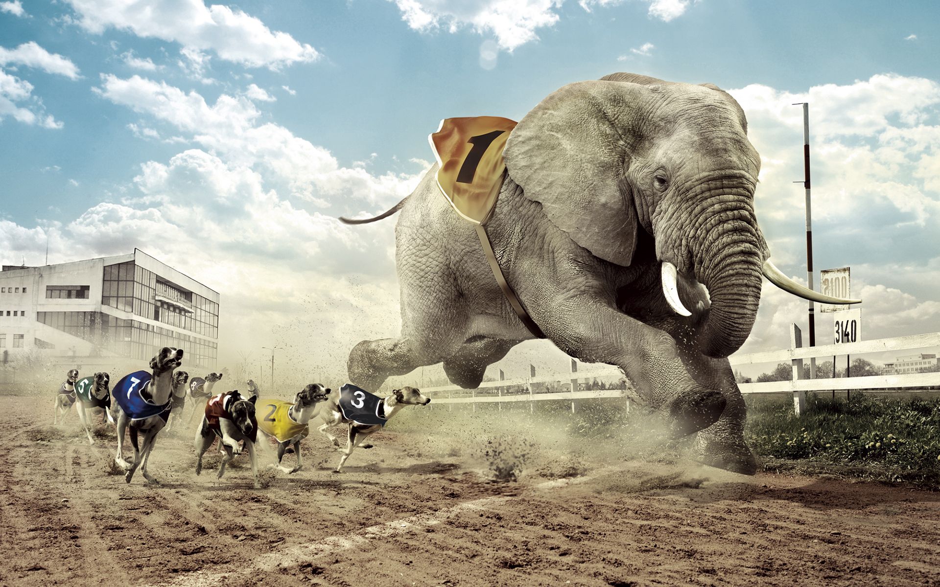 animals, grass, sky, sand, building, lights, dog, lanterns, house, glass, fence, fangs, cloud, track, elephant, heat, race, competition