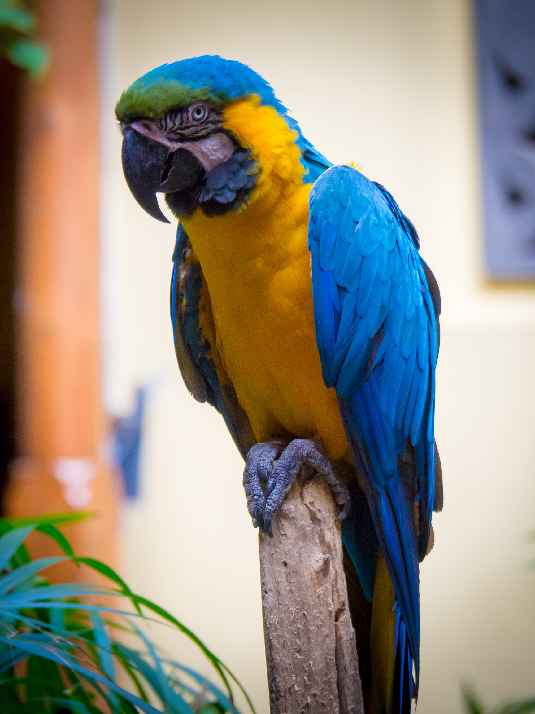 animals, parrots, feather, bright, bird, macaw