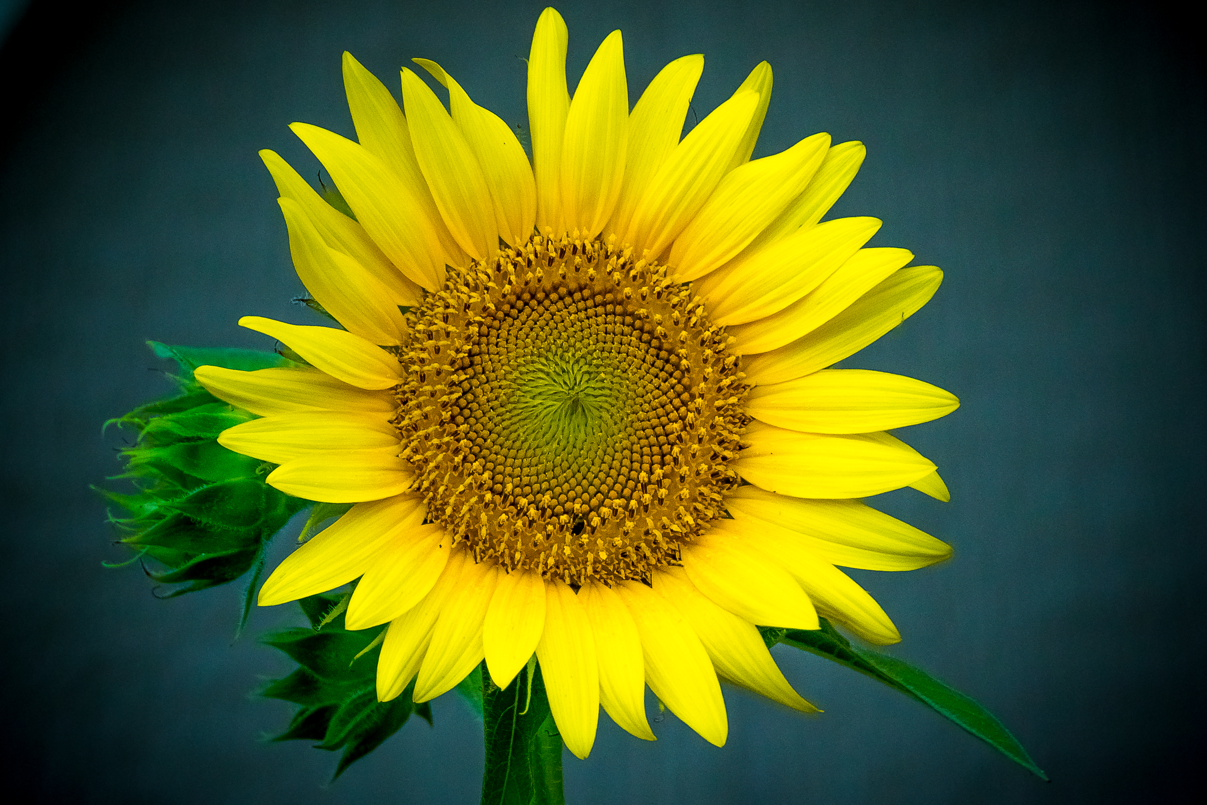 無料モバイル壁紙フラワーズ, ひまわり, 花, 地球, 黄色い花をダウンロードします。