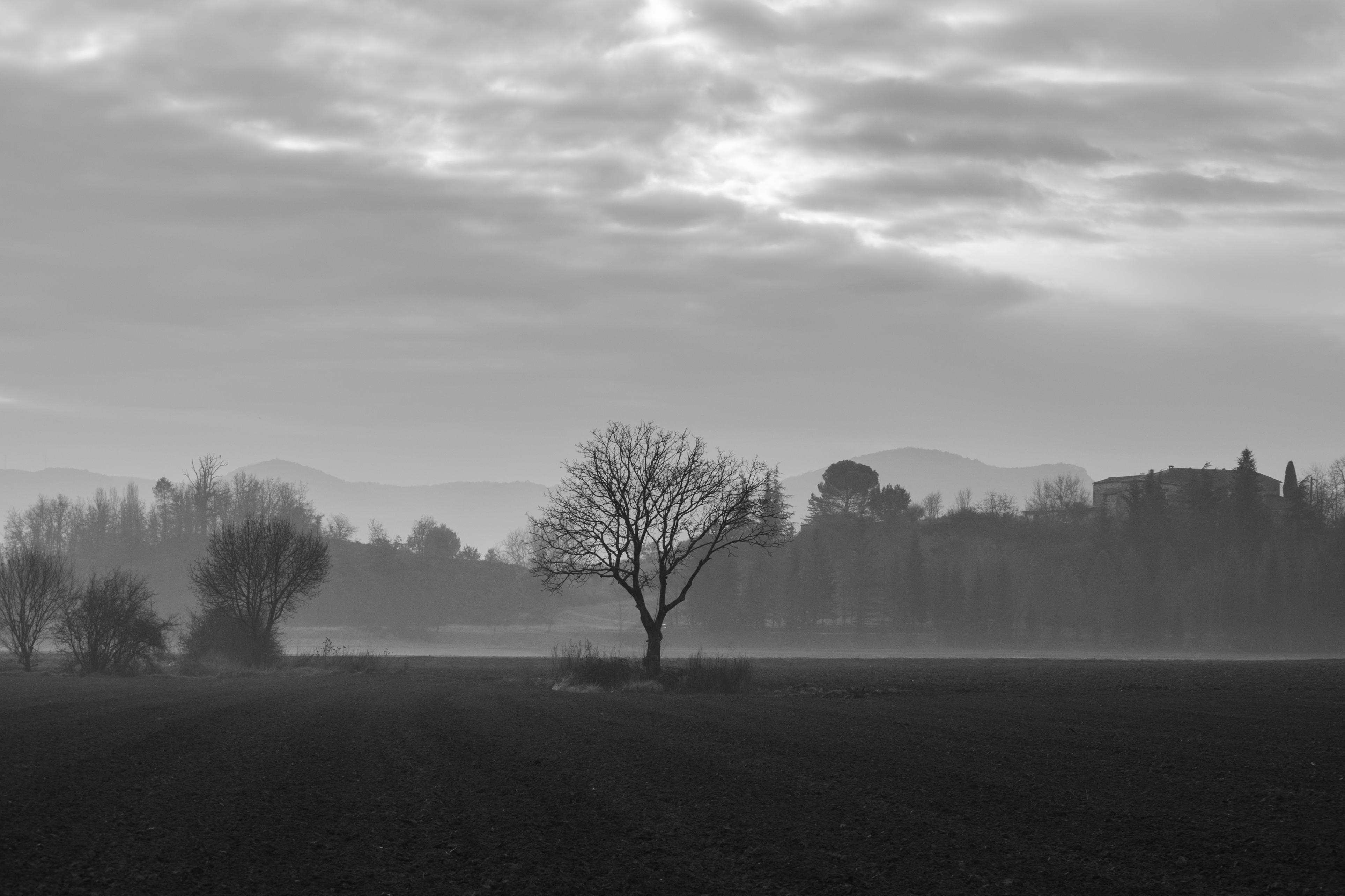 Download mobile wallpaper Field, Chb, Tree, Wood, Fog, Nature, Bw for free.
