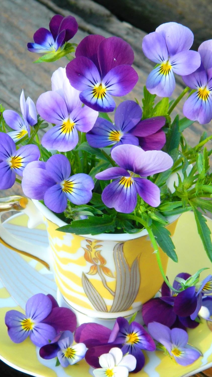 無料モバイル壁紙パンジー, 静物, 花, 写真撮影, 紫色の花, ティーカップをダウンロードします。