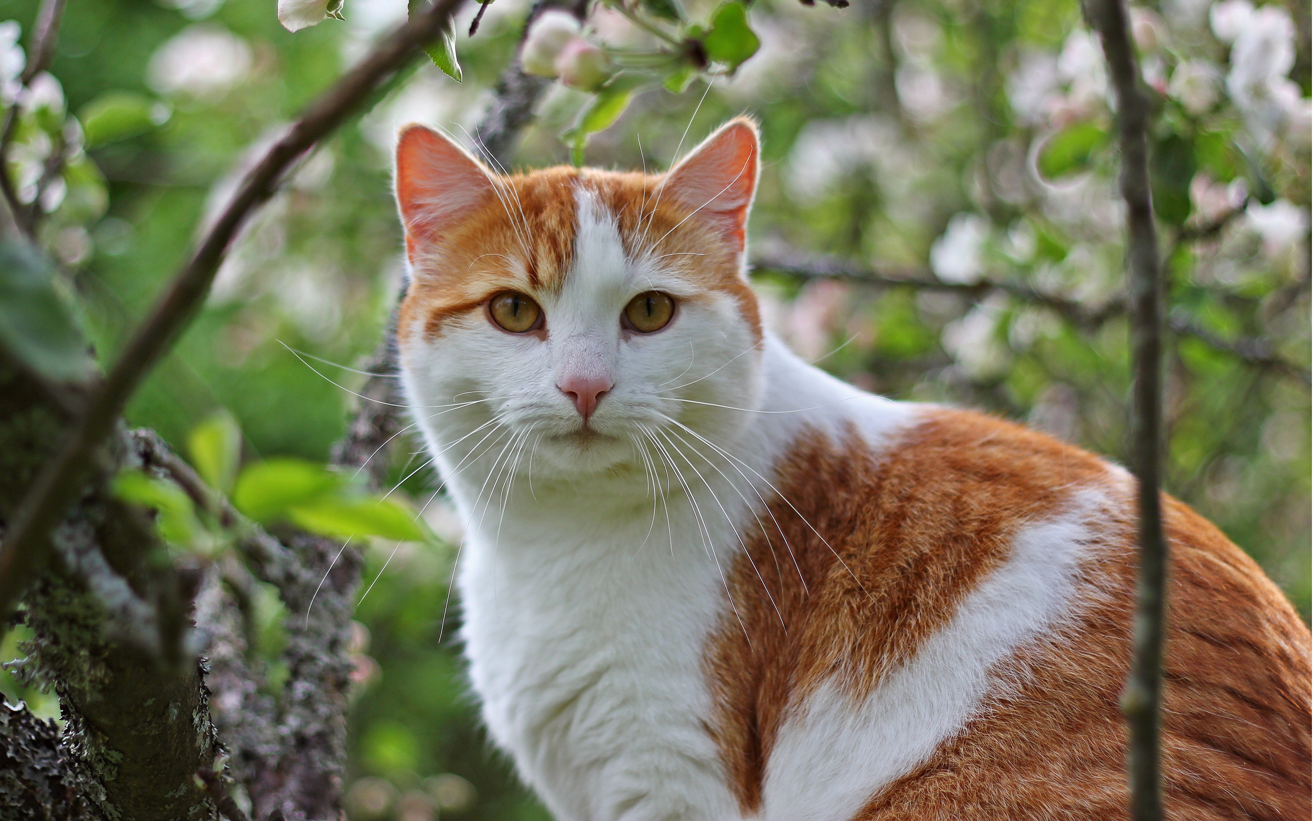 Baixar papel de parede para celular de Gato, Gatos, Animais gratuito.