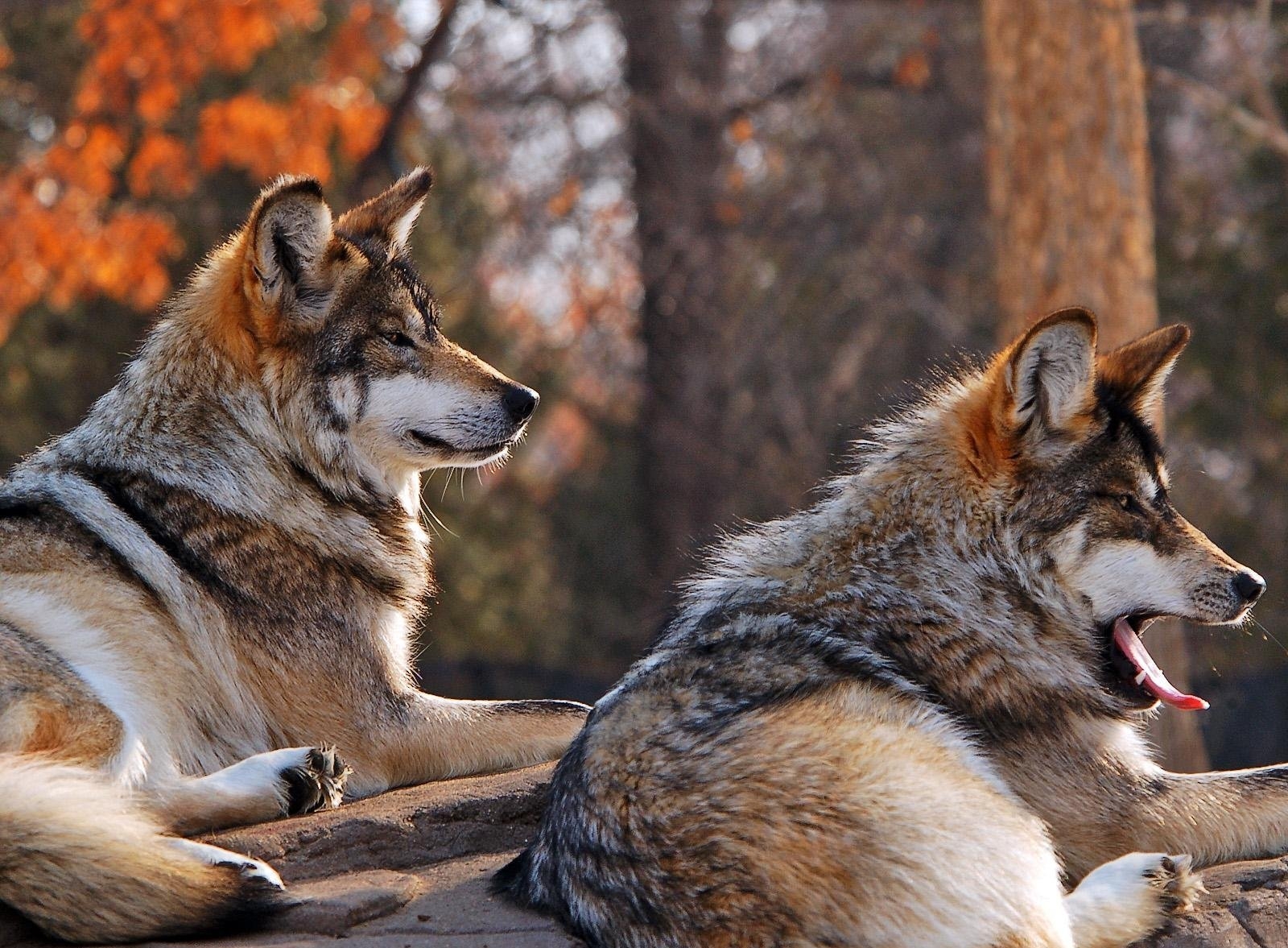 animals, wolfs, couple, pair, to lie down, lie, to yawn, yawn HD wallpaper