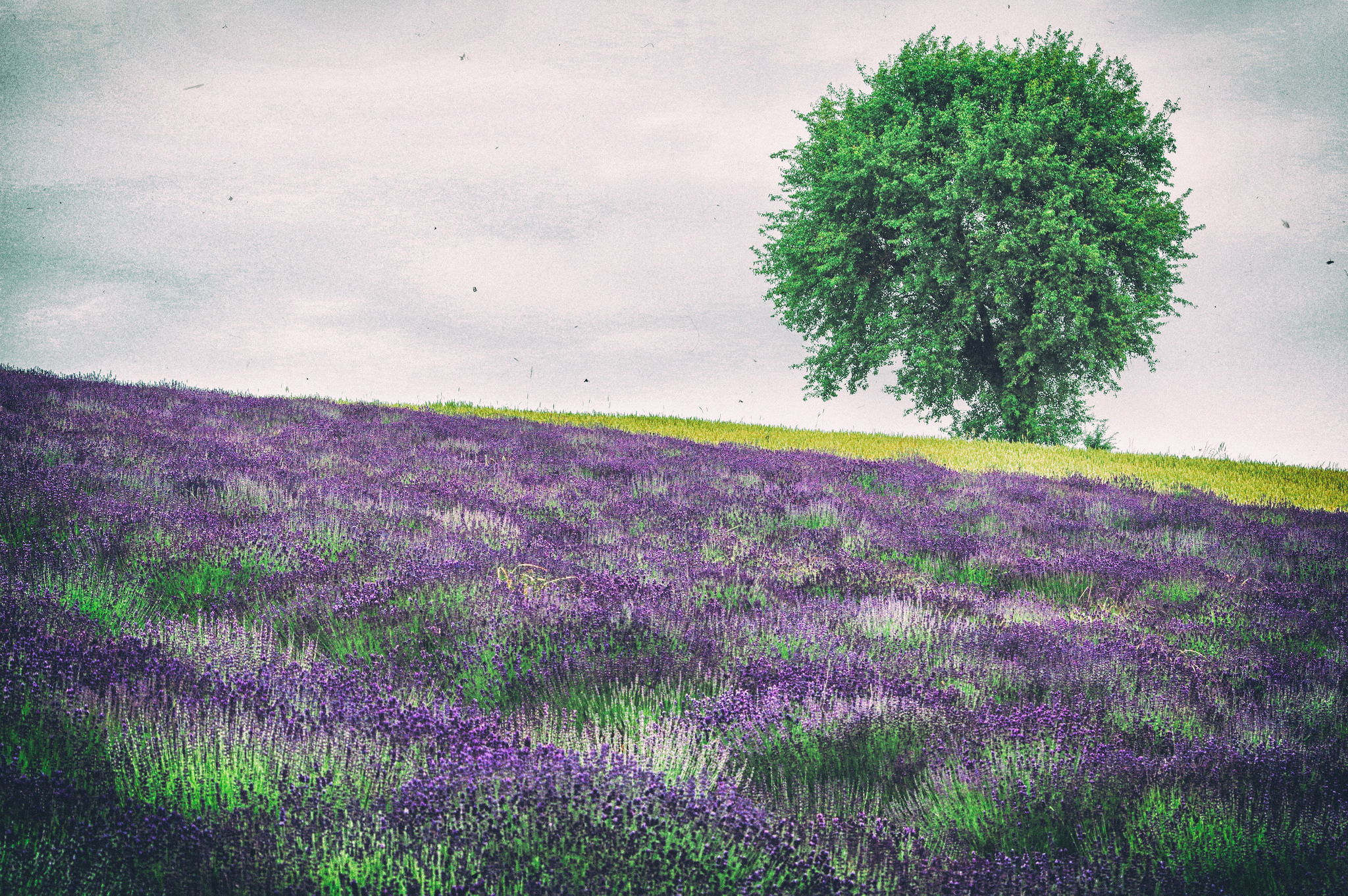 Laden Sie das Natur, Blumen, Blume, Baum, Feld, Lavendel, Lila Blume, Erde/natur, Einsamer Baum-Bild kostenlos auf Ihren PC-Desktop herunter