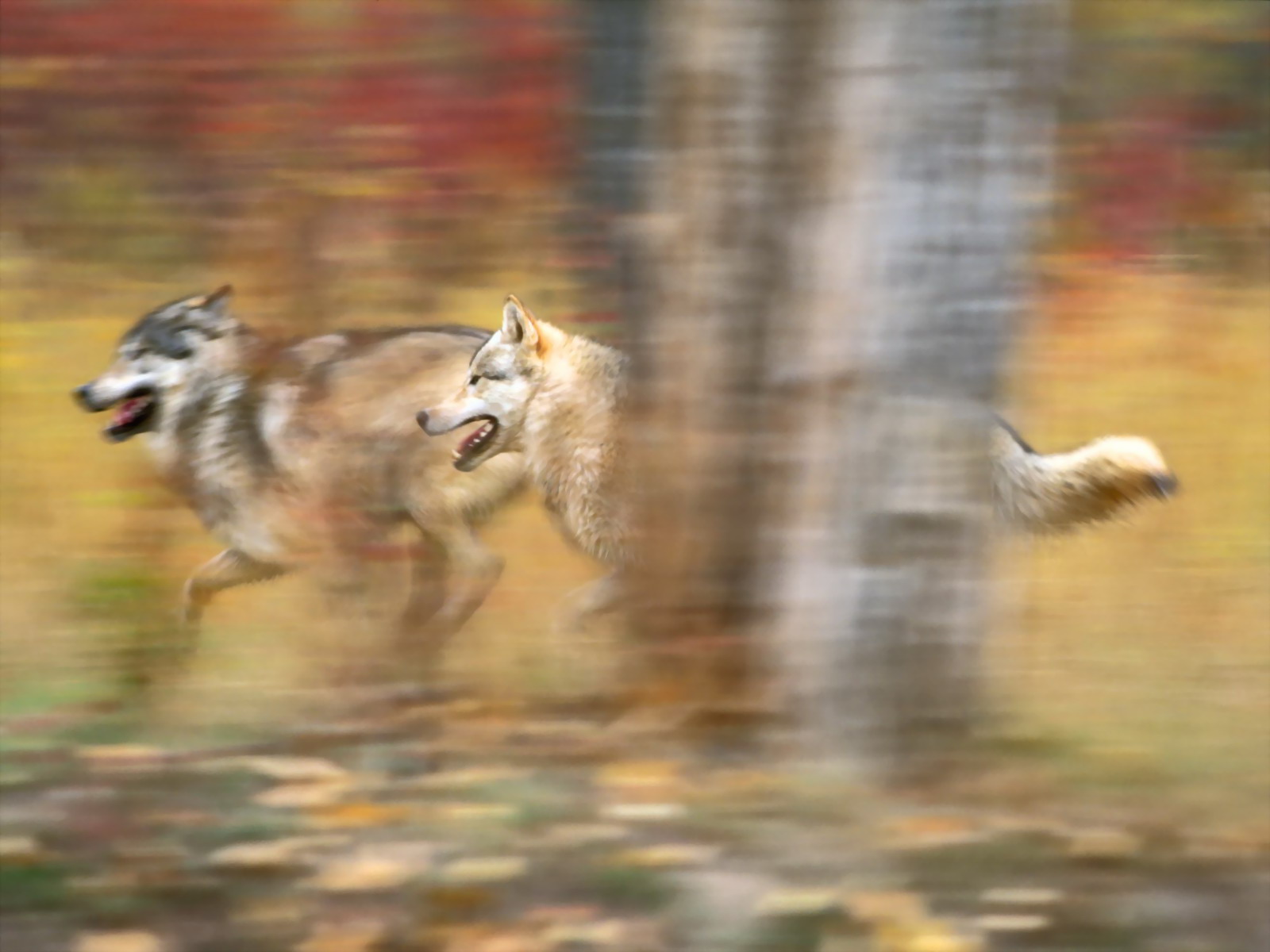 Baixe gratuitamente a imagem Animais, Lobos, Lobo na área de trabalho do seu PC