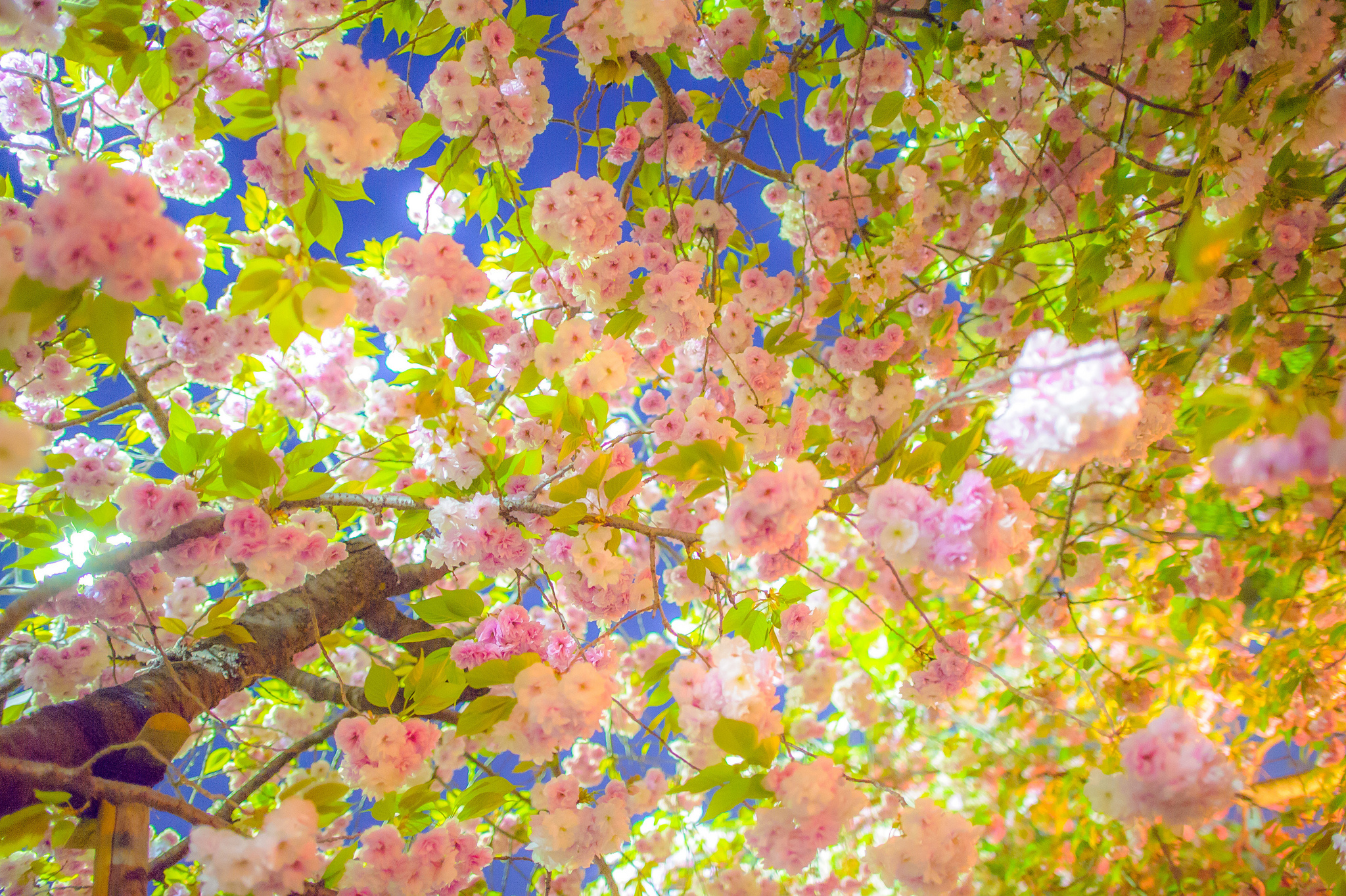 Baixar papel de parede para celular de Ramo, Floração, Sakura, Primavera, Flores, Terra/natureza gratuito.