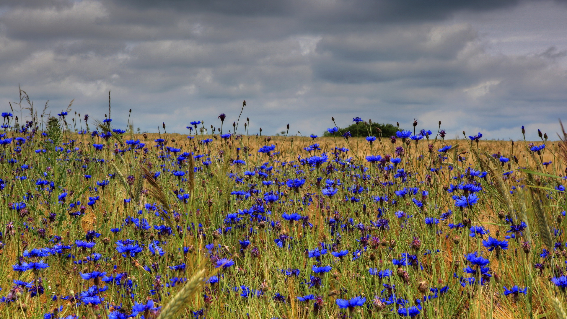 Free download wallpaper Flower, Earth on your PC desktop