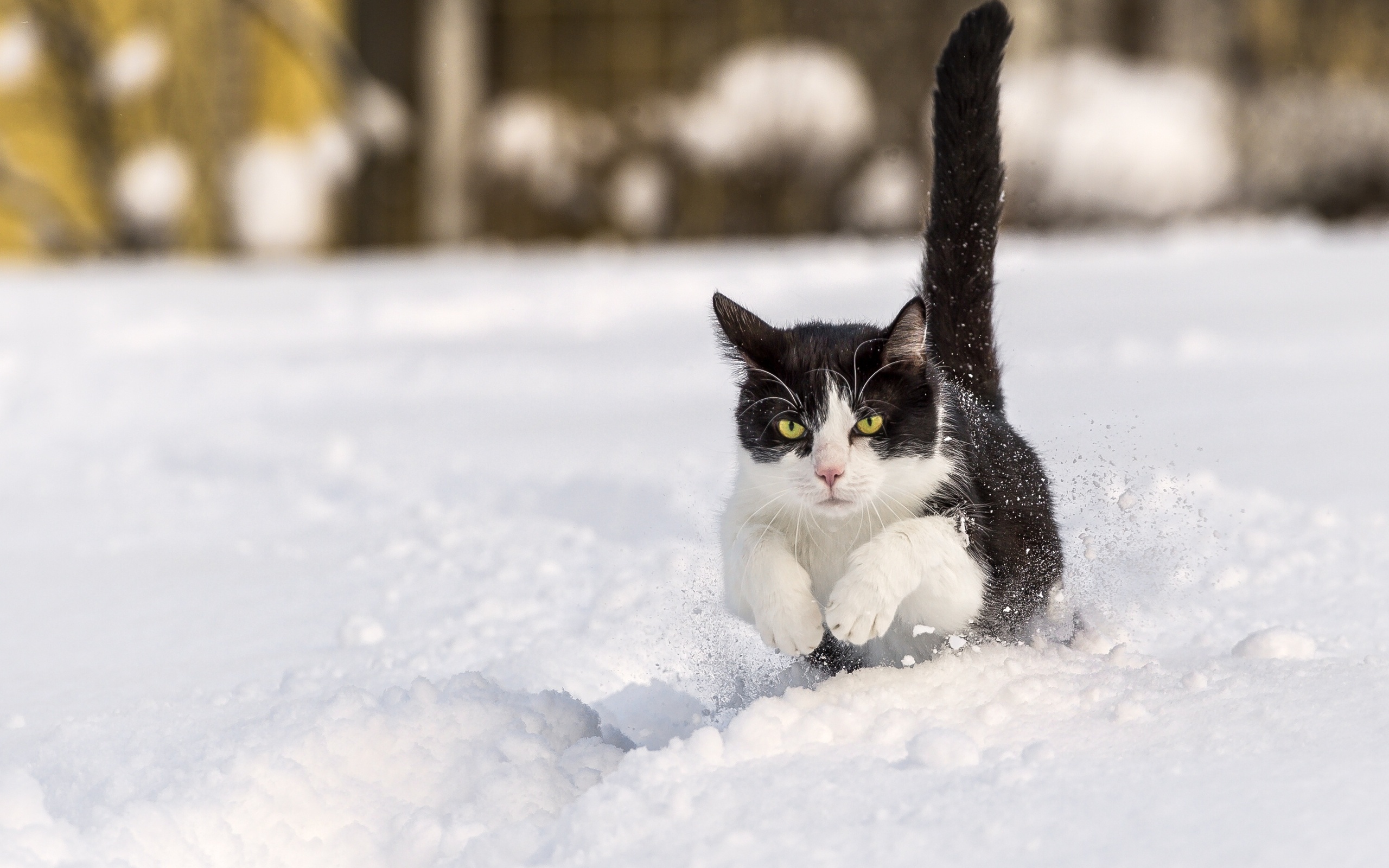 Handy-Wallpaper Katze, Schnee, Katzen, Tiere kostenlos herunterladen.