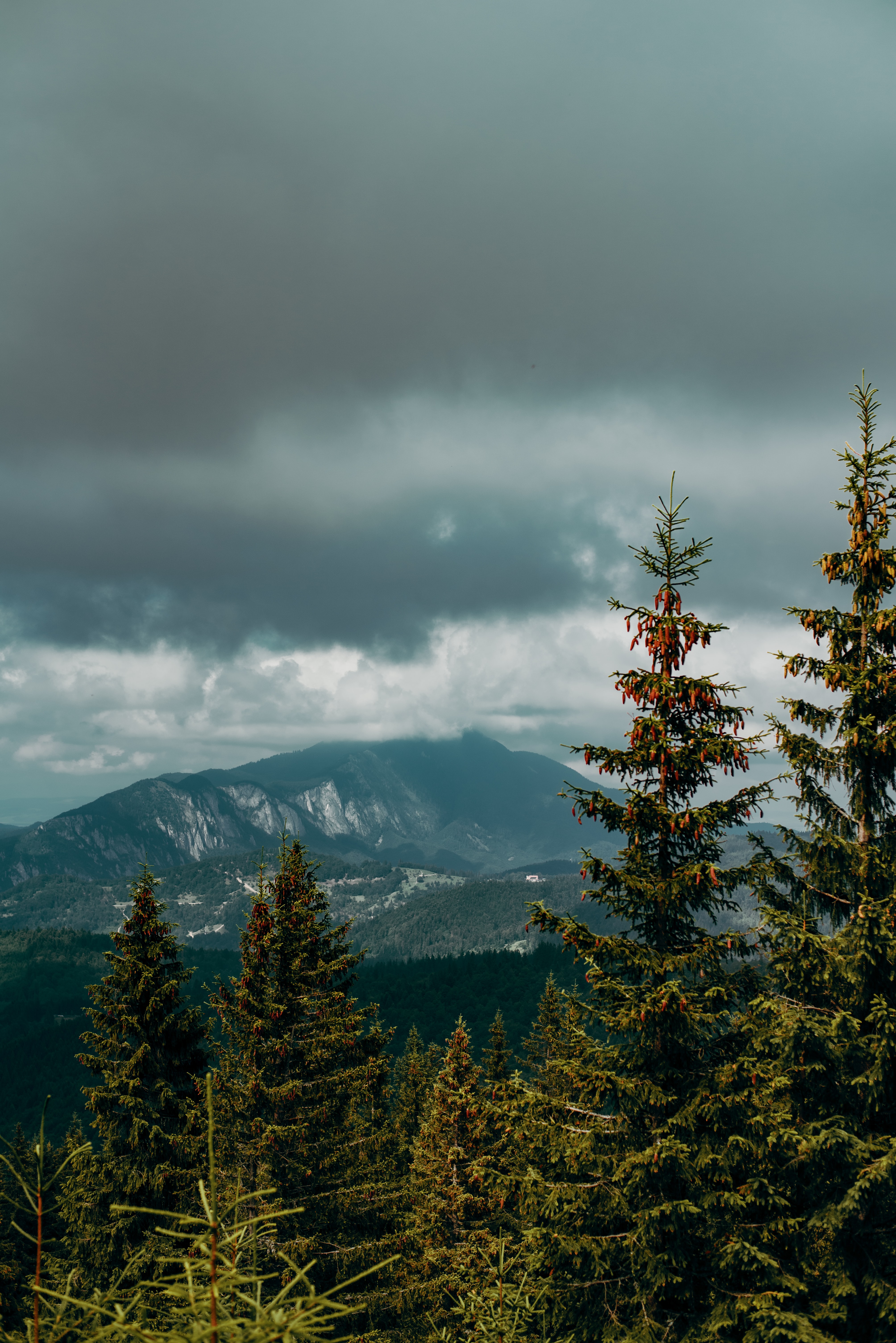 Download mobile wallpaper Fir, Clouds, Spruce, Mountains, Trees, Nature, Forest for free.