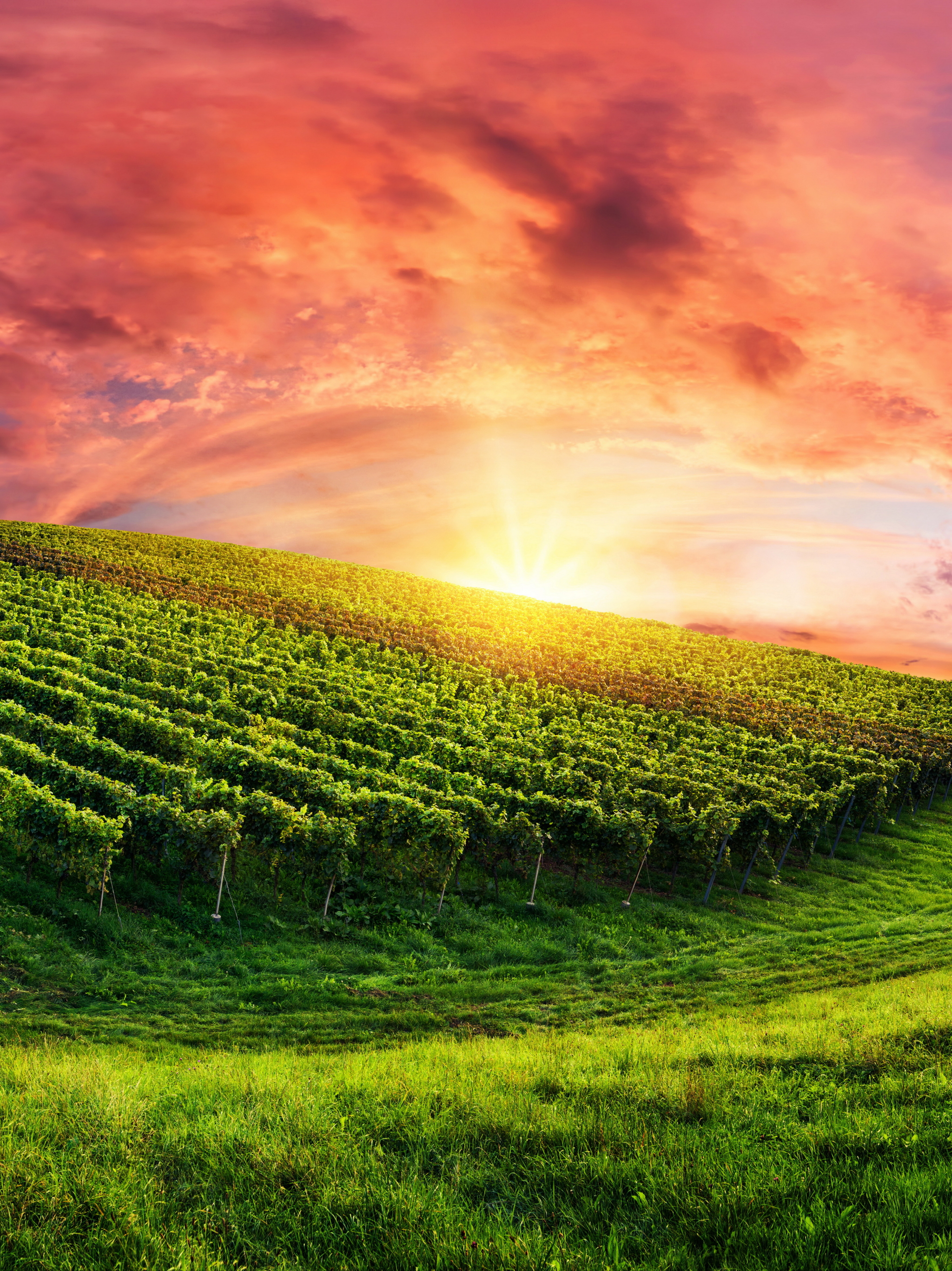 Download mobile wallpaper Sky, Field, Vineyard, Man Made for free.