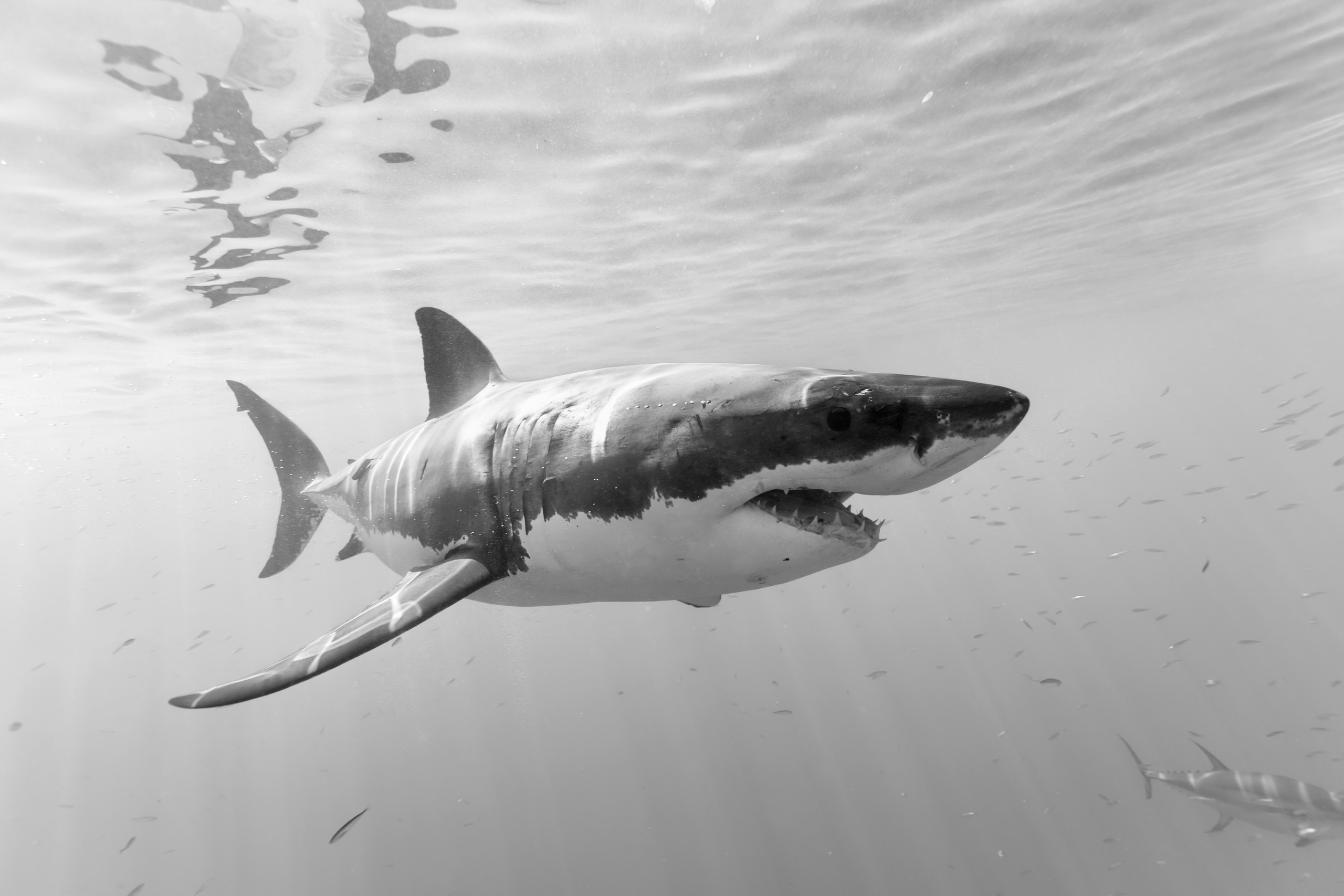 Download mobile wallpaper Sharks, Animal, Fish, Shark, Black & White, Sea Life for free.