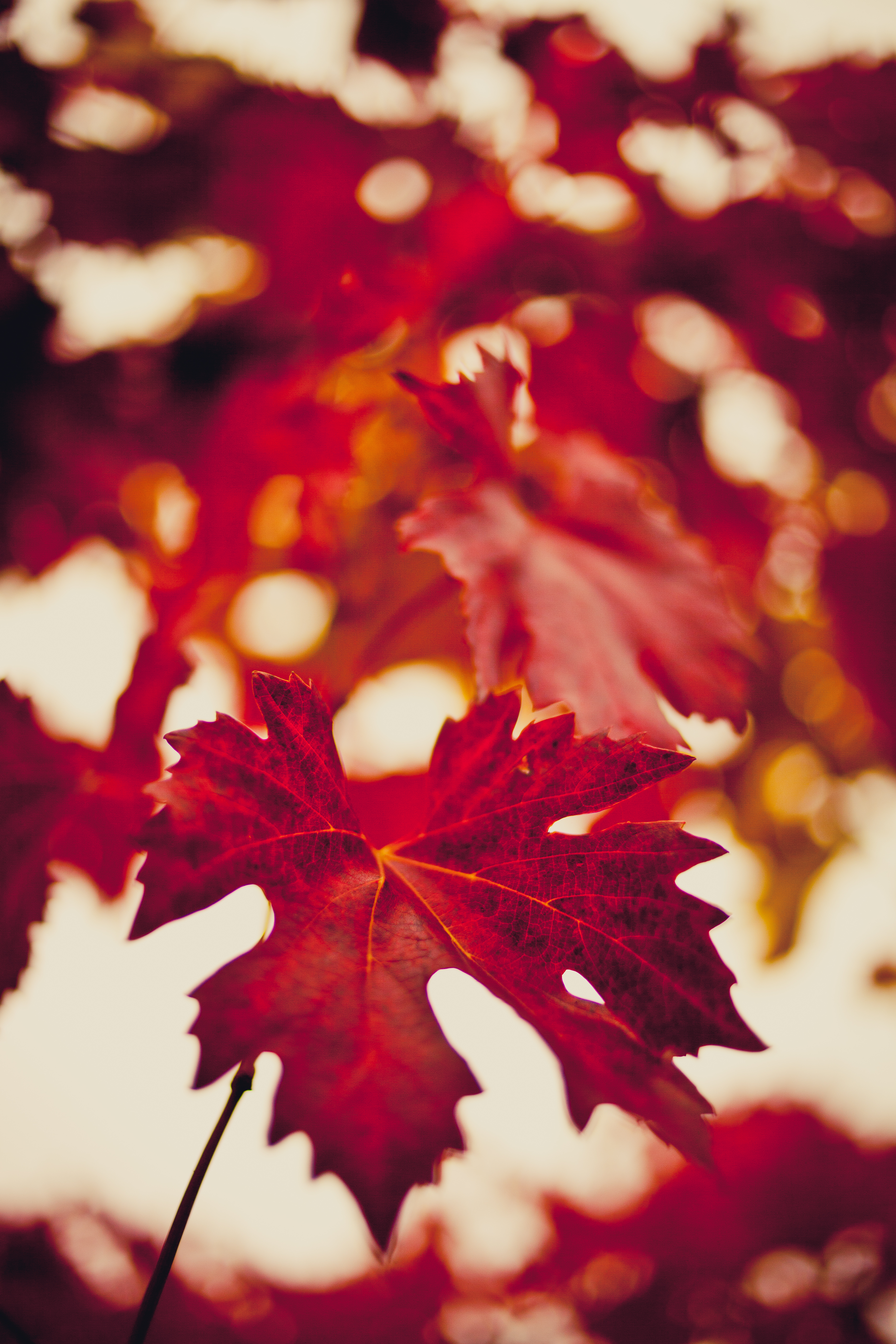93085壁紙のダウンロード秋, 赤, 大きい, マクロ, 赤い, ぼかし, 滲む, カエデの葉, メープルリーフ-スクリーンセーバーと写真を無料で