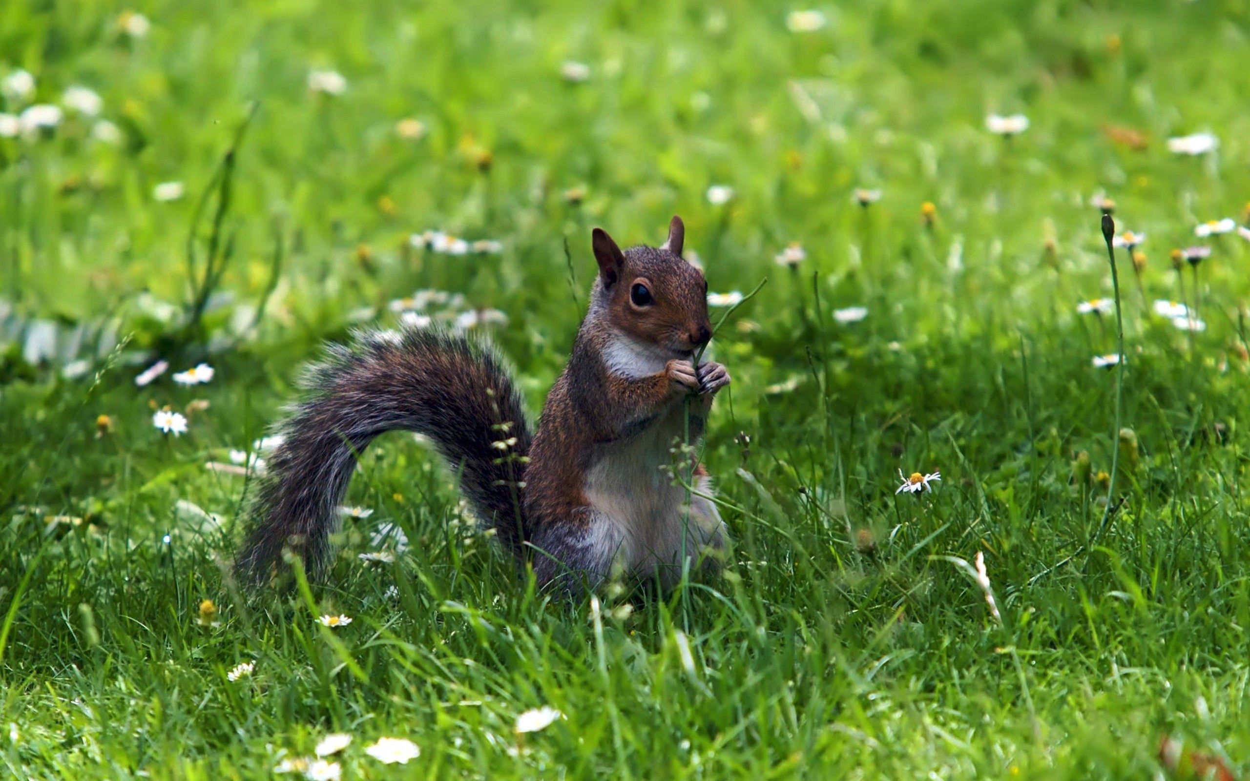 Download mobile wallpaper Grass, Stroll, Animals, Food, Squirrel for free.
