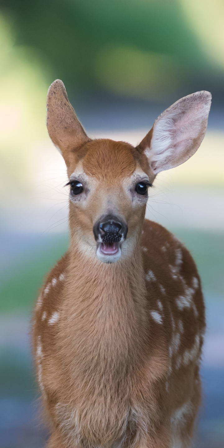 Download mobile wallpaper Animal, Fawn, Deer, Baby Animal for free.