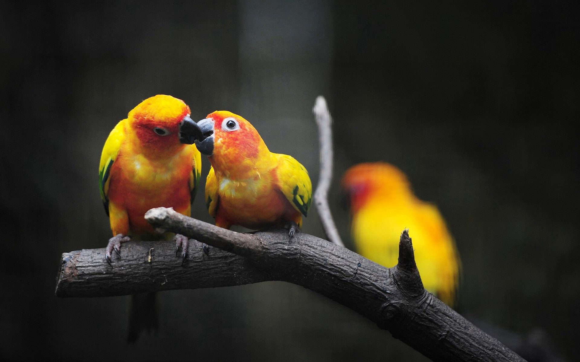 Free download wallpaper Love, Animals, Branch, Be Moved, Parrots, Kiss, Smile on your PC desktop
