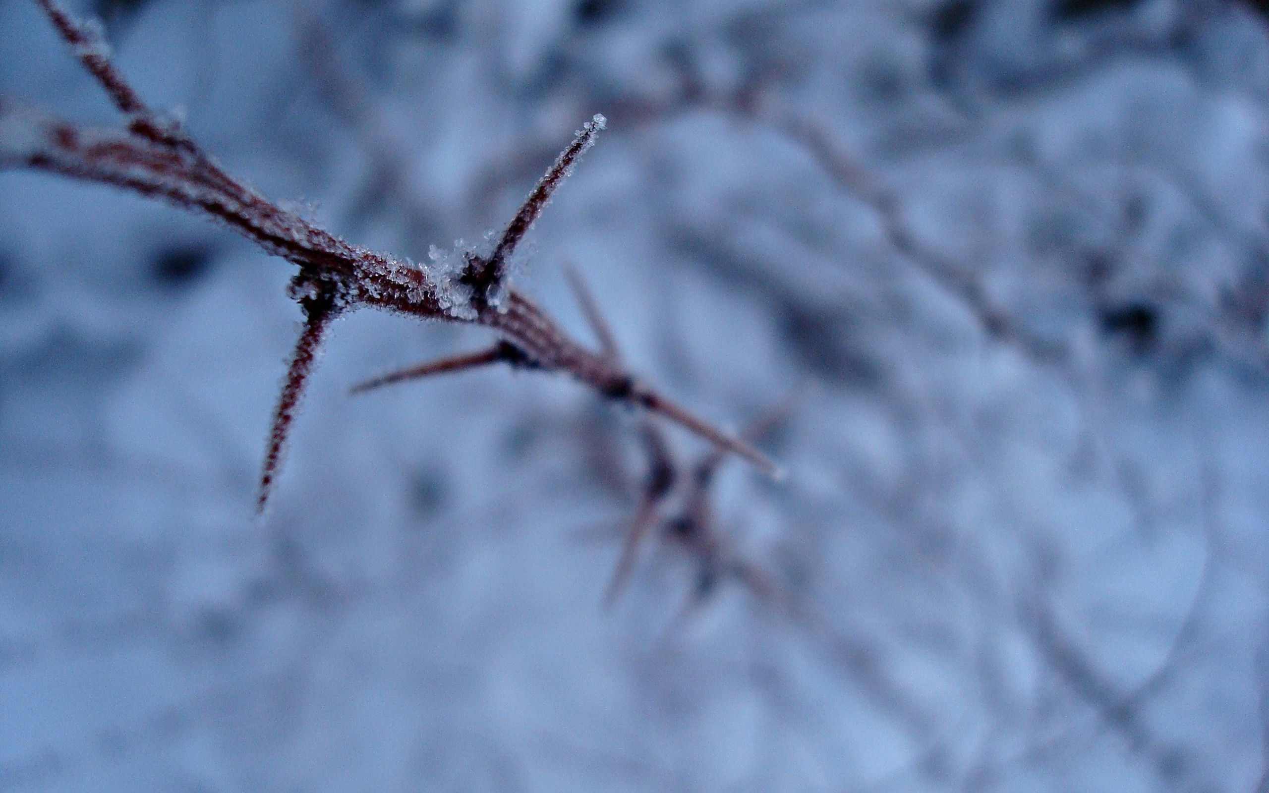 Download mobile wallpaper Frost, Prickles, Thorns, Macro, Branch, Hoarfrost for free.