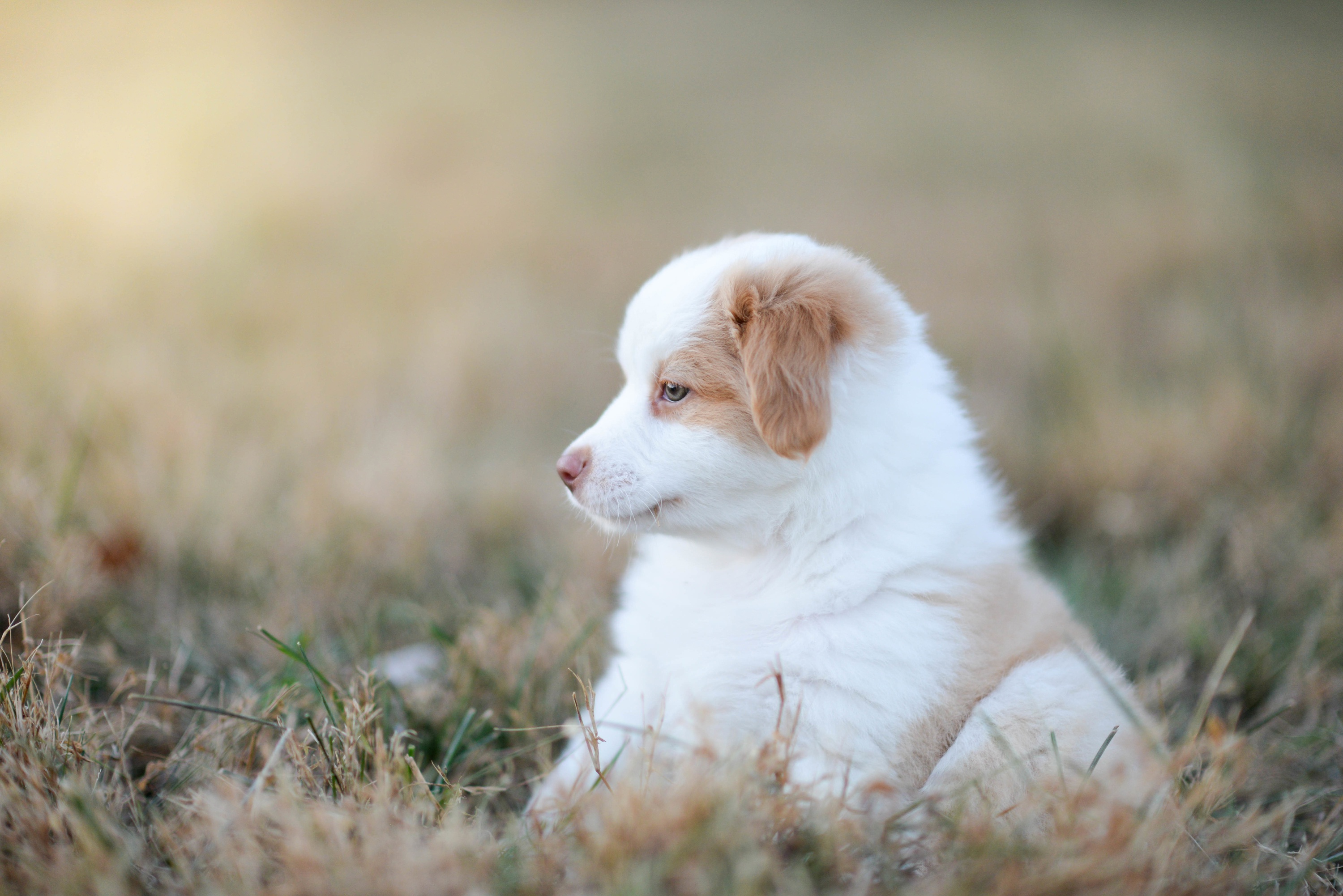 Descarga gratuita de fondo de pantalla para móvil de Animales, Perros, Perro, Cachorro, Pastor Australiano, Bebe Animal.