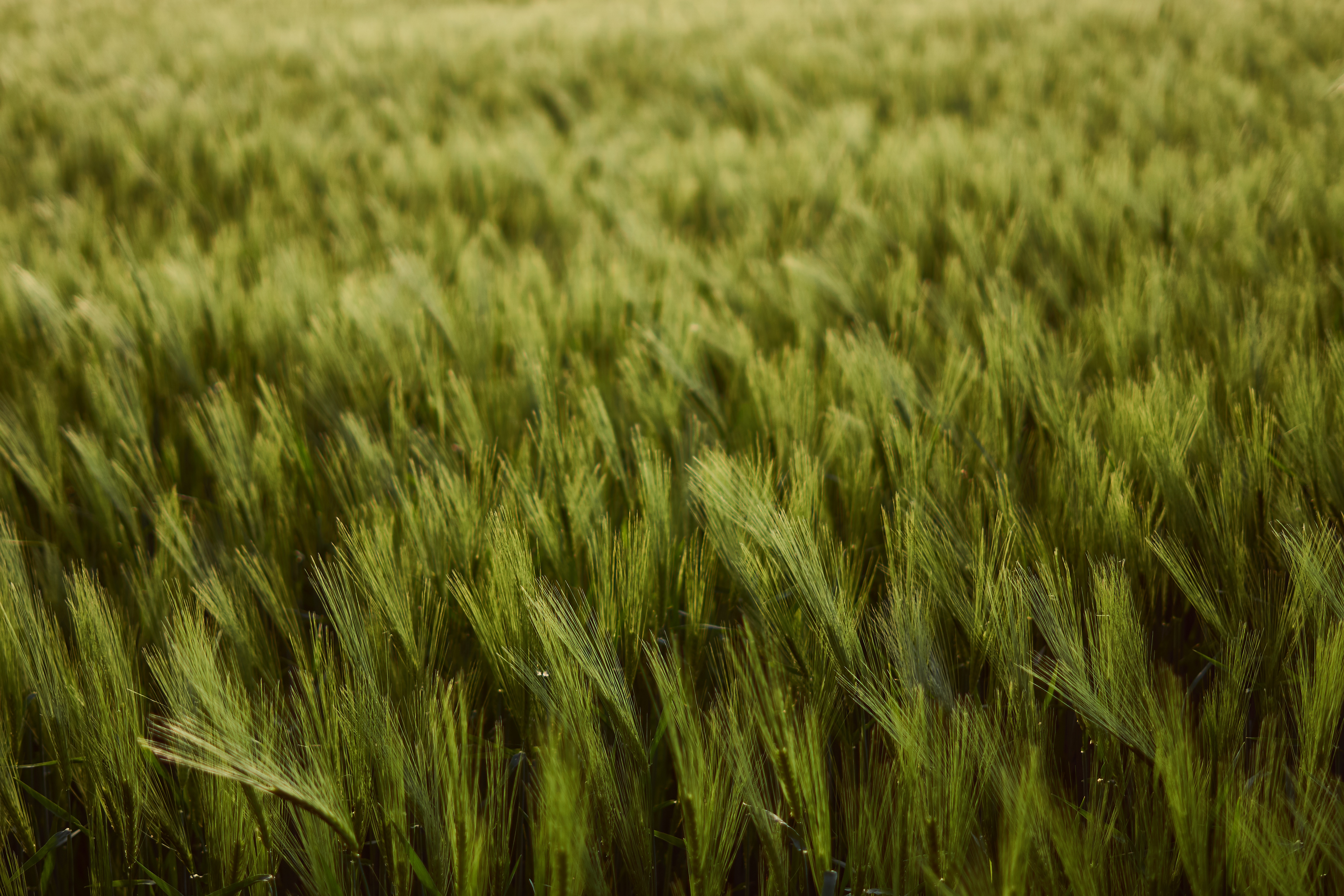 harvest, nature, wheat, green, field, thick, ears, spikes HD wallpaper