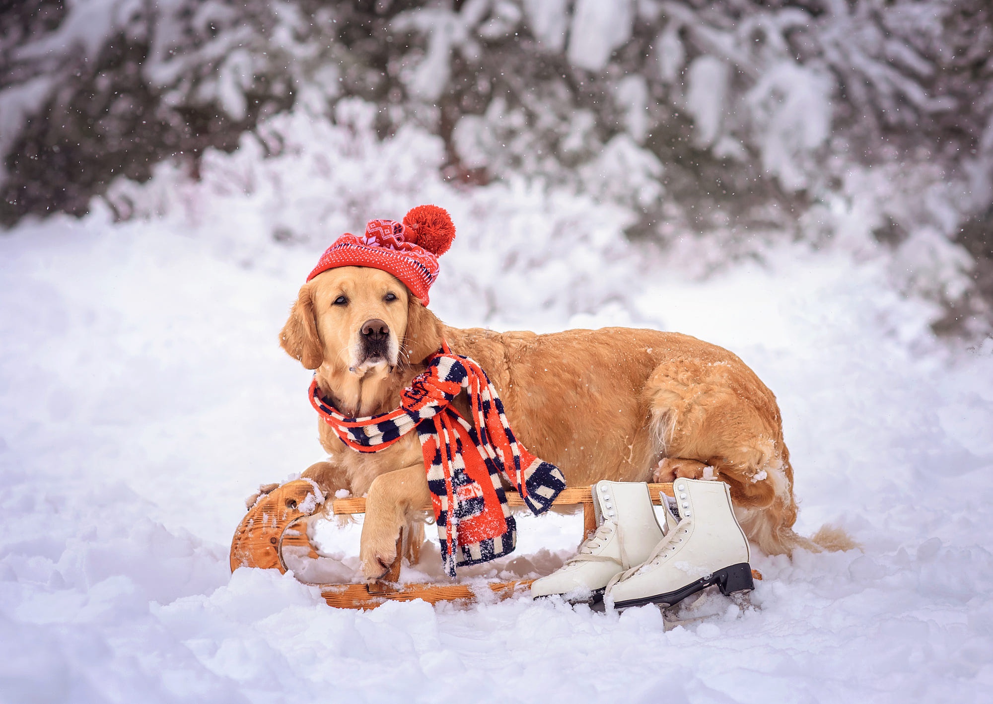 Laden Sie das Tiere, Winter, Hunde, Golden Retriever-Bild kostenlos auf Ihren PC-Desktop herunter