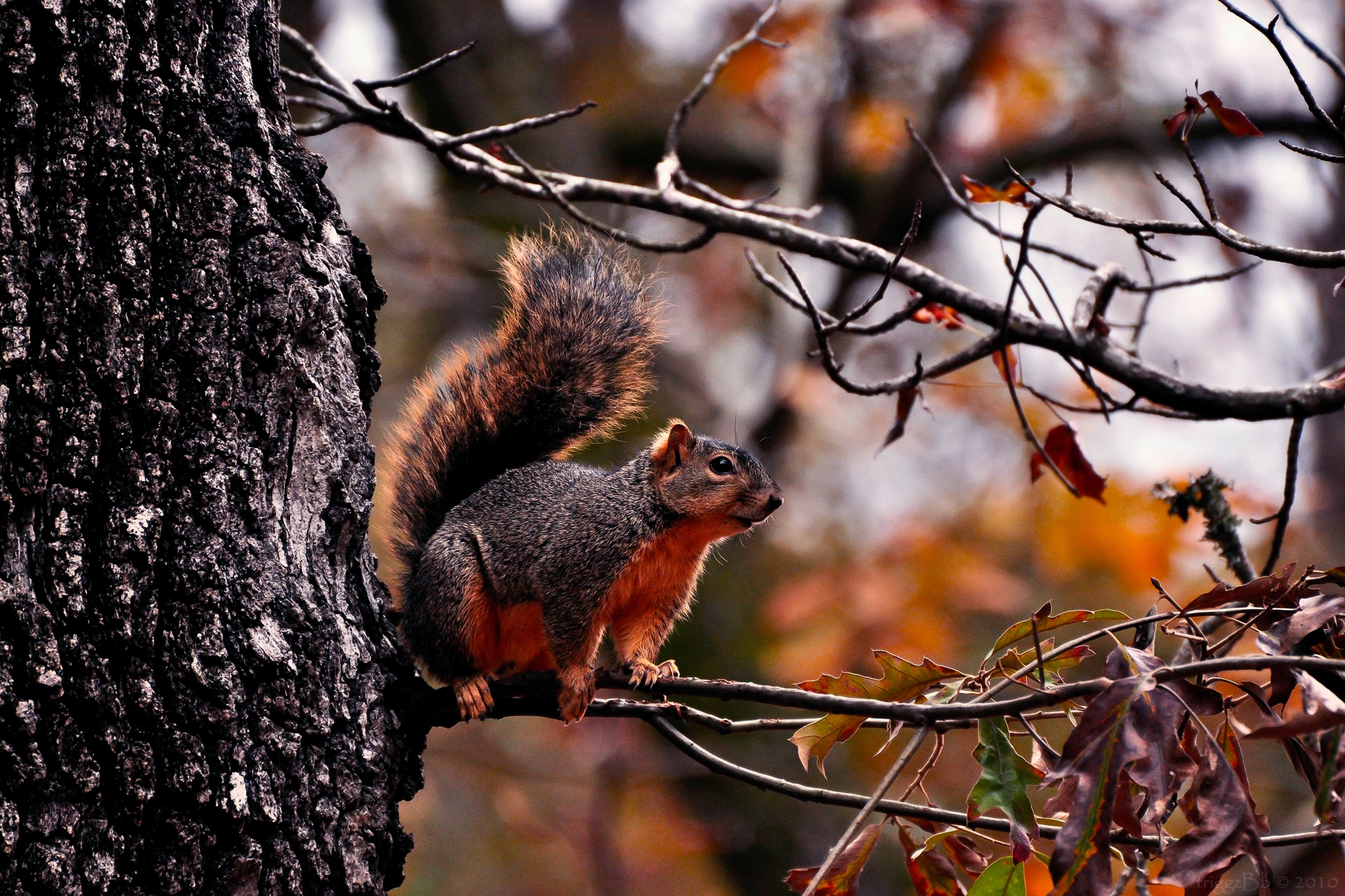Download mobile wallpaper Branches, Wood, Tree, Leaves, Animals, Squirrel, Autumn for free.