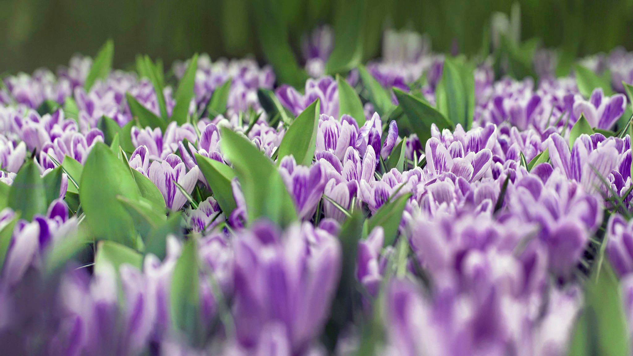 Laden Sie das Blumen, Blume, Nahansicht, Krokus, Lila Blume, Erde/natur-Bild kostenlos auf Ihren PC-Desktop herunter