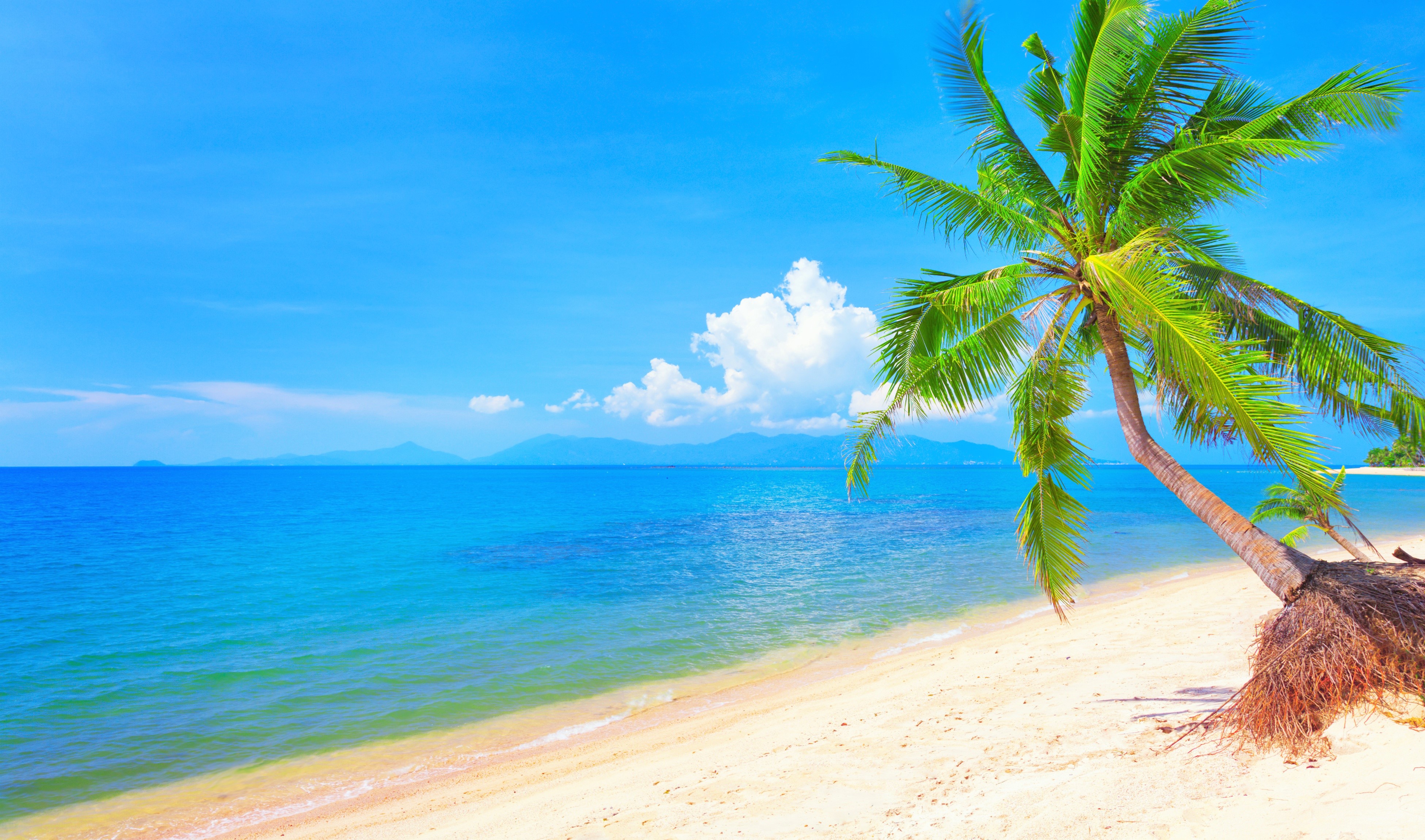 Download mobile wallpaper Sky, Sea, Beach, Ocean, Earth, Tropical, Palm Tree for free.