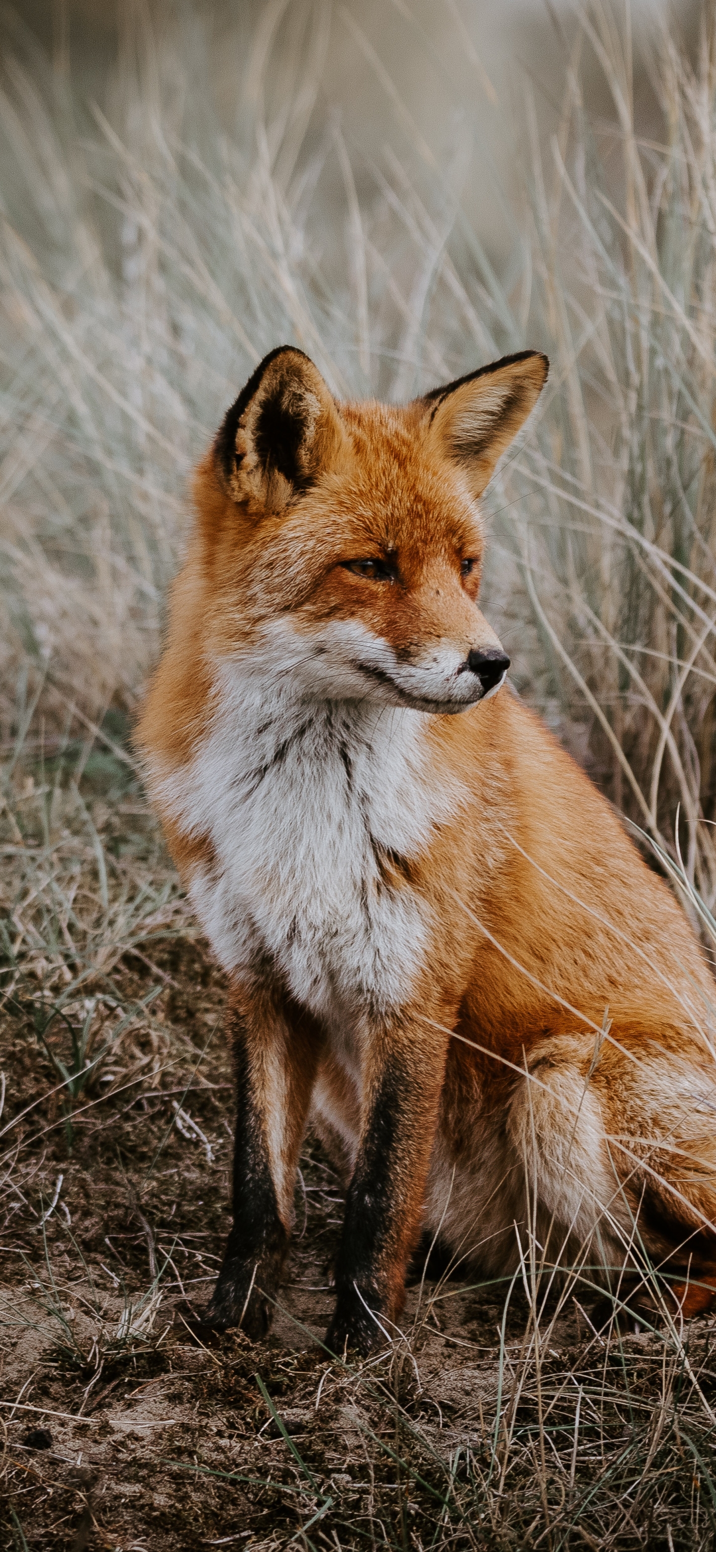 Handy-Wallpaper Tiere, Fuchs kostenlos herunterladen.