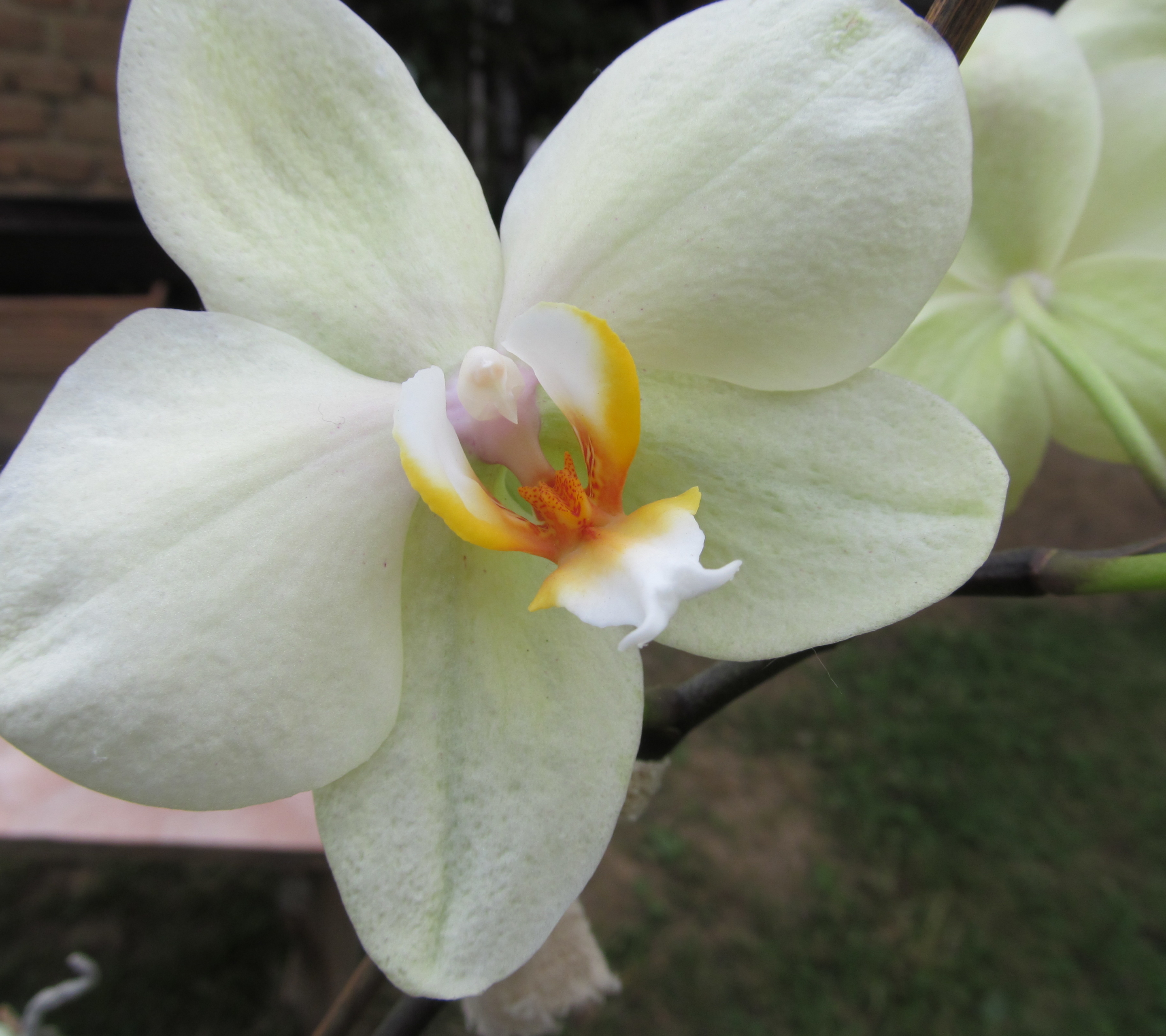 Descarga gratis la imagen Flores, Orquídea, Tierra/naturaleza en el escritorio de tu PC