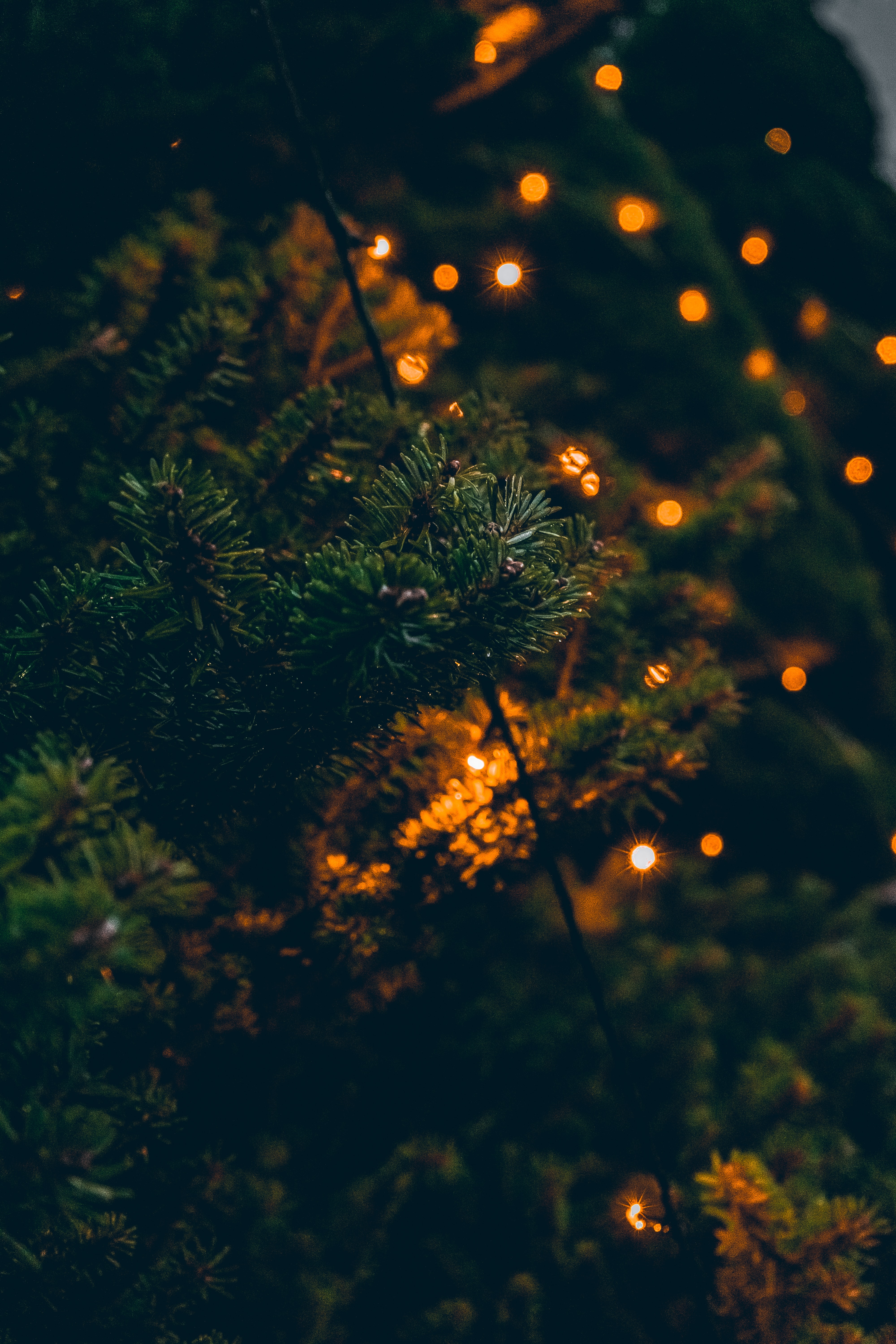 branches, garland, holidays, lights, glare, christmas tree