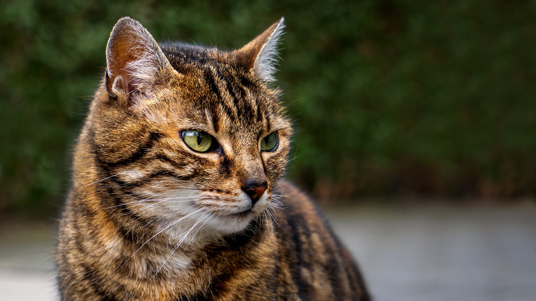 Baixar papel de parede para celular de Animais, Gatos, Gato gratuito.