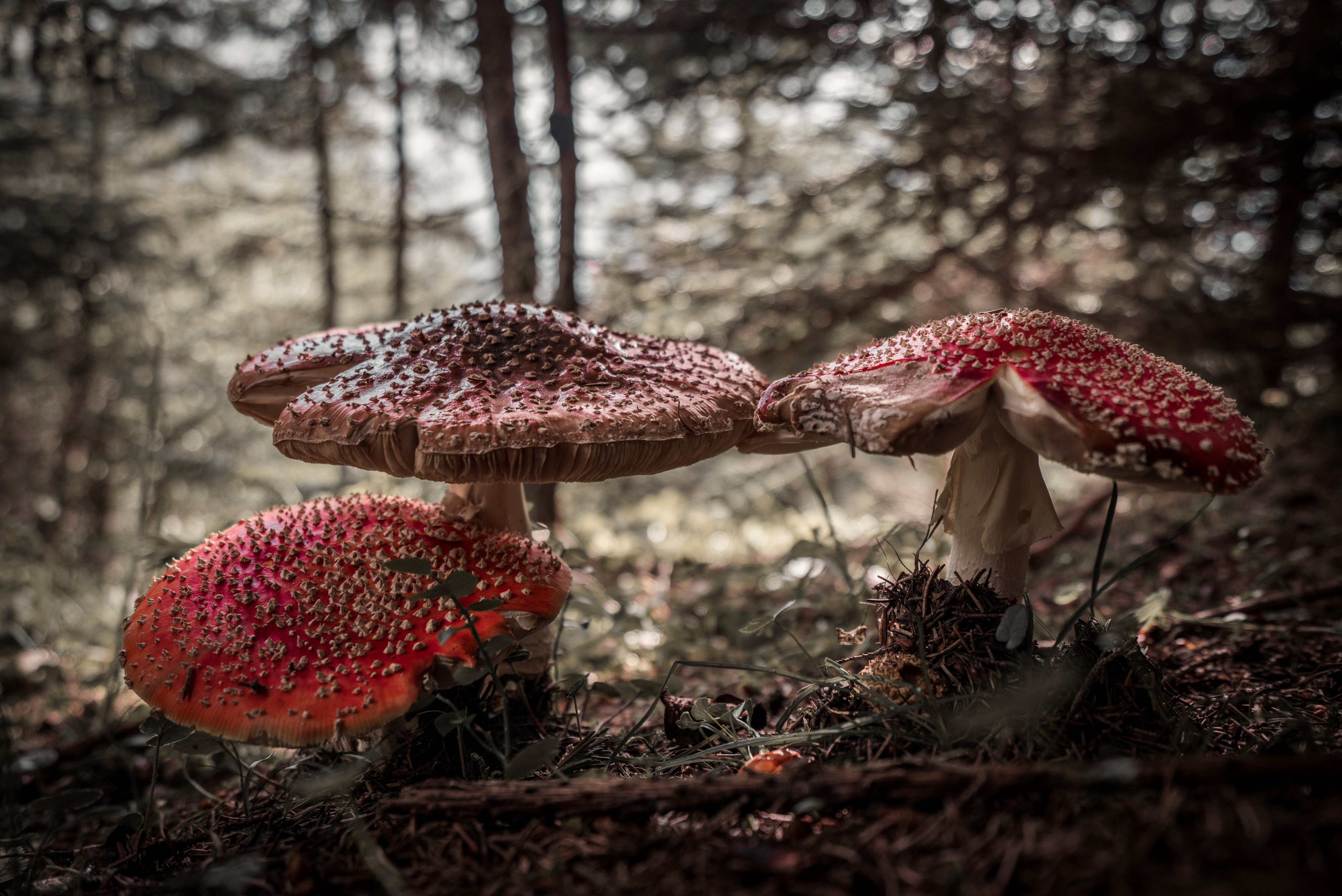 Download mobile wallpaper Nature, Close Up, Fall, Earth, Mushroom, Depth Of Field for free.