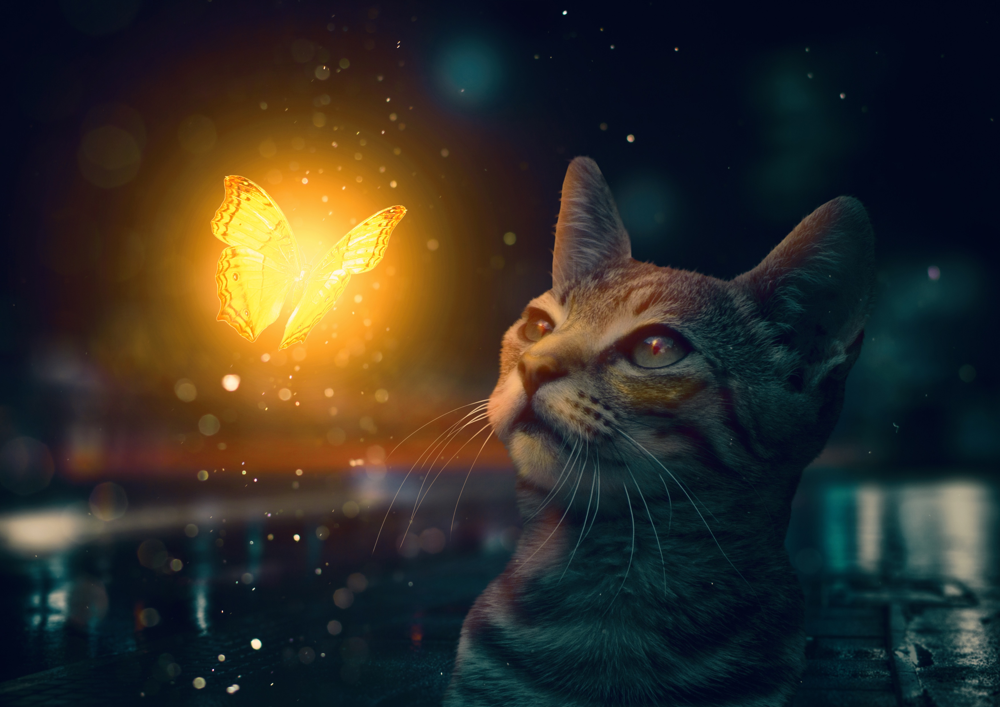 Laden Sie das Schmetterlinge, Fantasie, Katze, Fantasietiere-Bild kostenlos auf Ihren PC-Desktop herunter