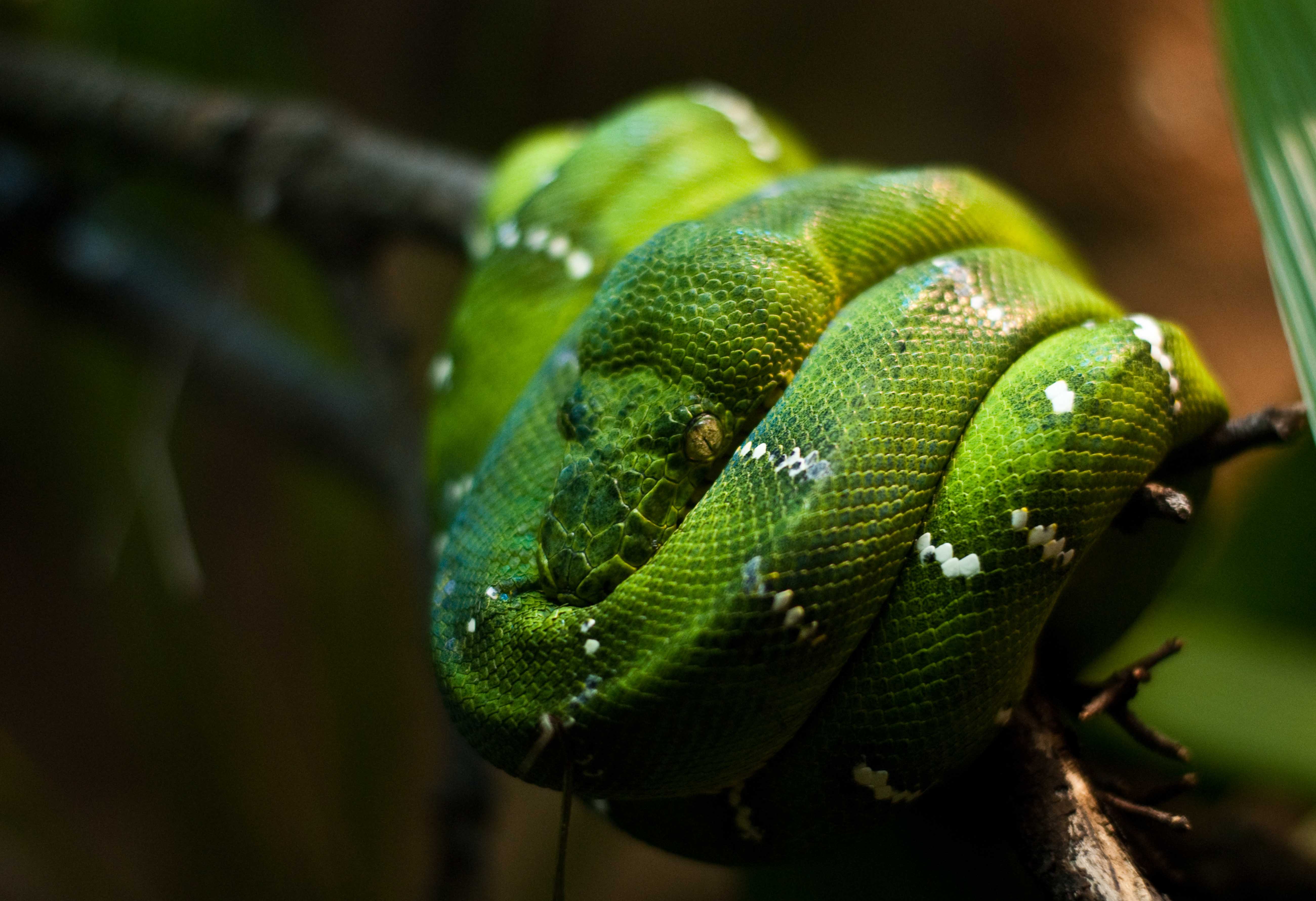 585556 descargar fondo de pantalla animales, boa de árbol esmeralda, serpiente: protectores de pantalla e imágenes gratis