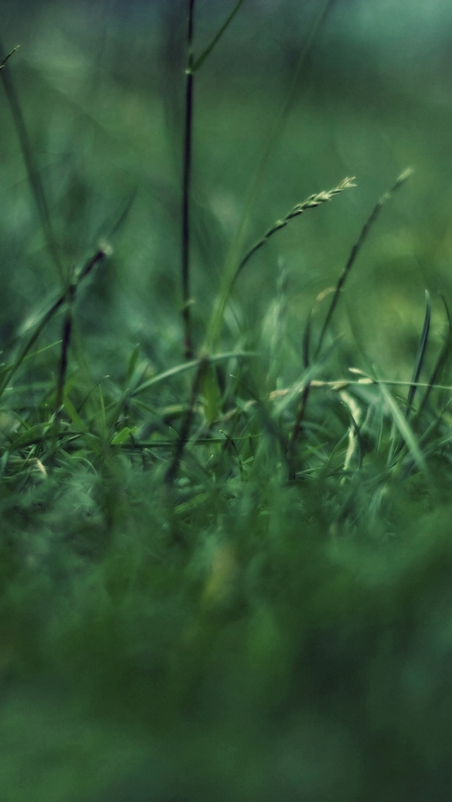 Download mobile wallpaper Grass, Earth for free.