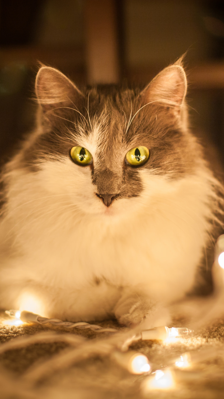 Download mobile wallpaper Cats, Light, Cat, Animal, Stare for free.