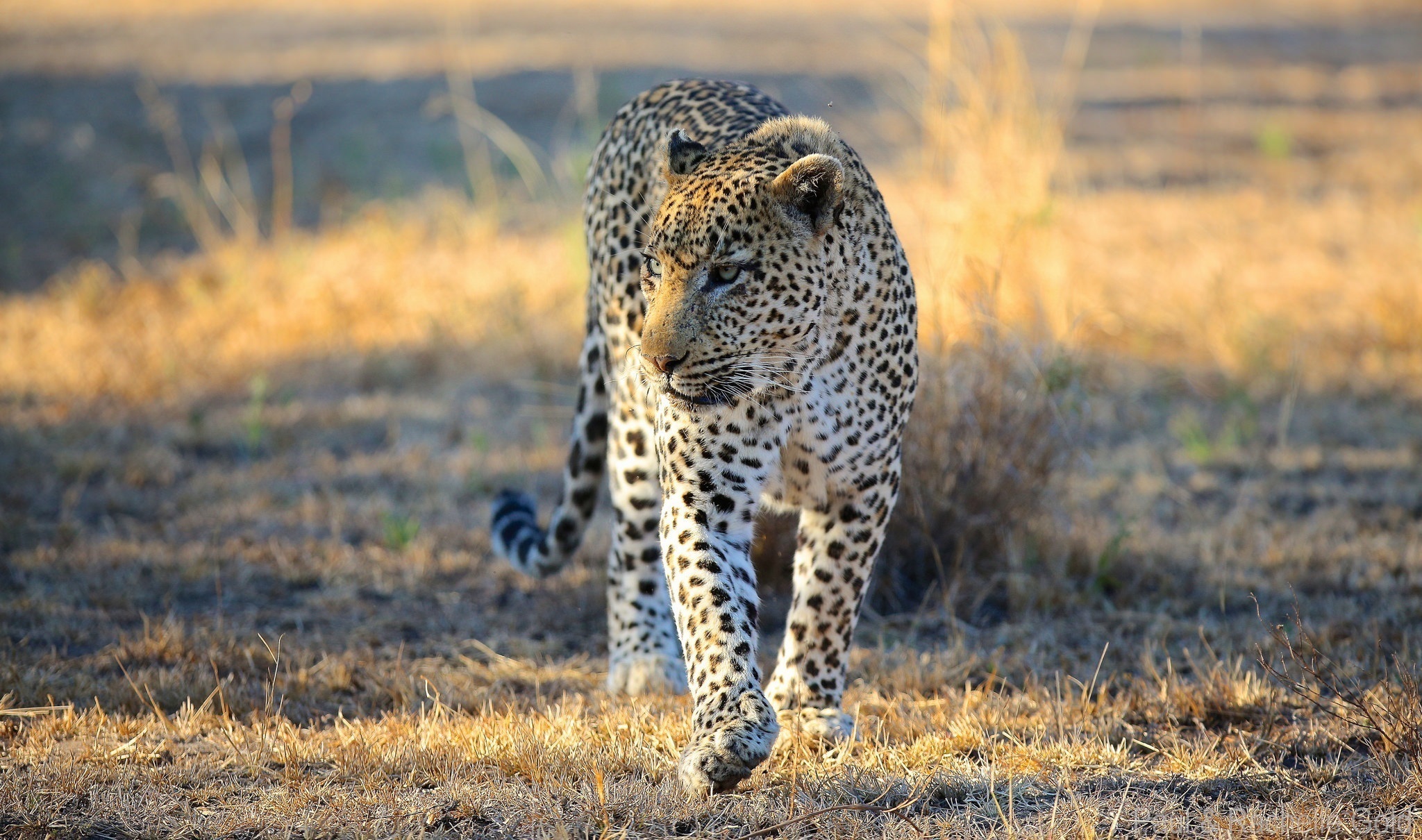 Baixar papel de parede para celular de Leopardo, Gatos, Animais gratuito.