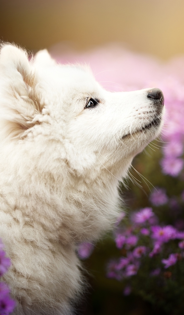 無料モバイル壁紙動物, 犬, 子犬, サモエド, 赤ちゃん動物, 紫色の花をダウンロードします。