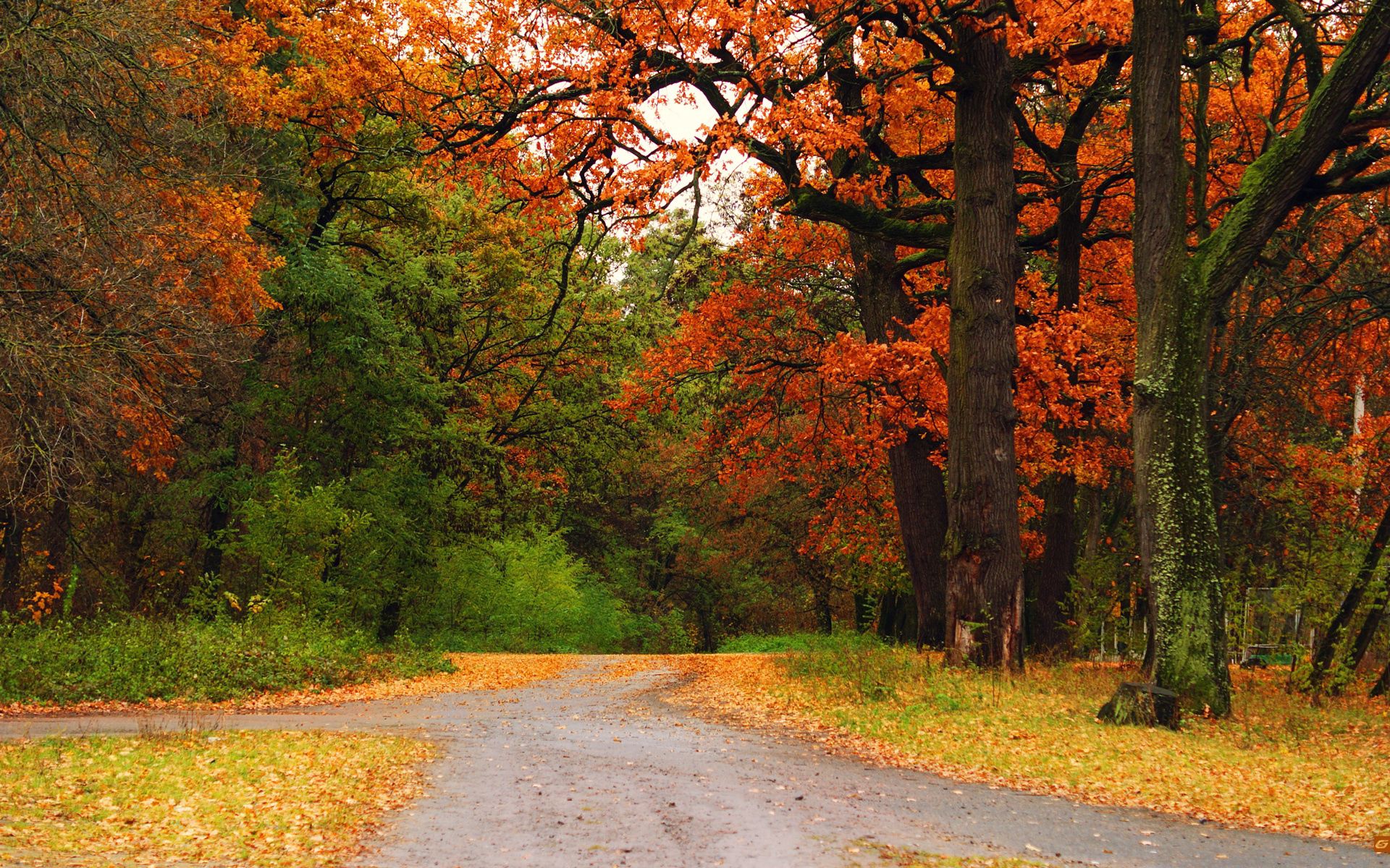 Free download wallpaper Nature, Trees, Autumn, Road, Forest, Path, Trail, Crossroads, Crossroad on your PC desktop